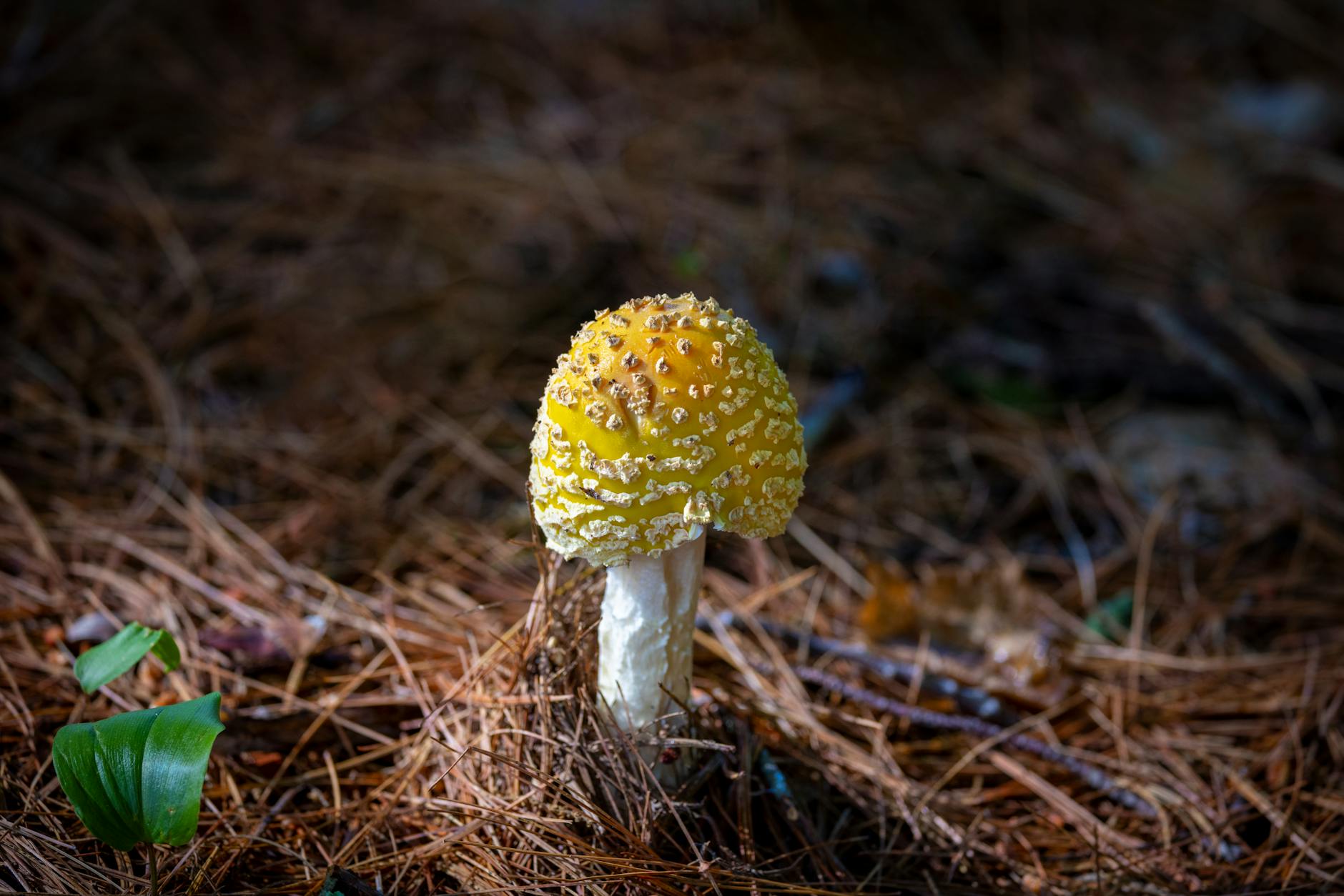 Close up of a yellow mushroom surrounded by pine needles in Southborough forest.