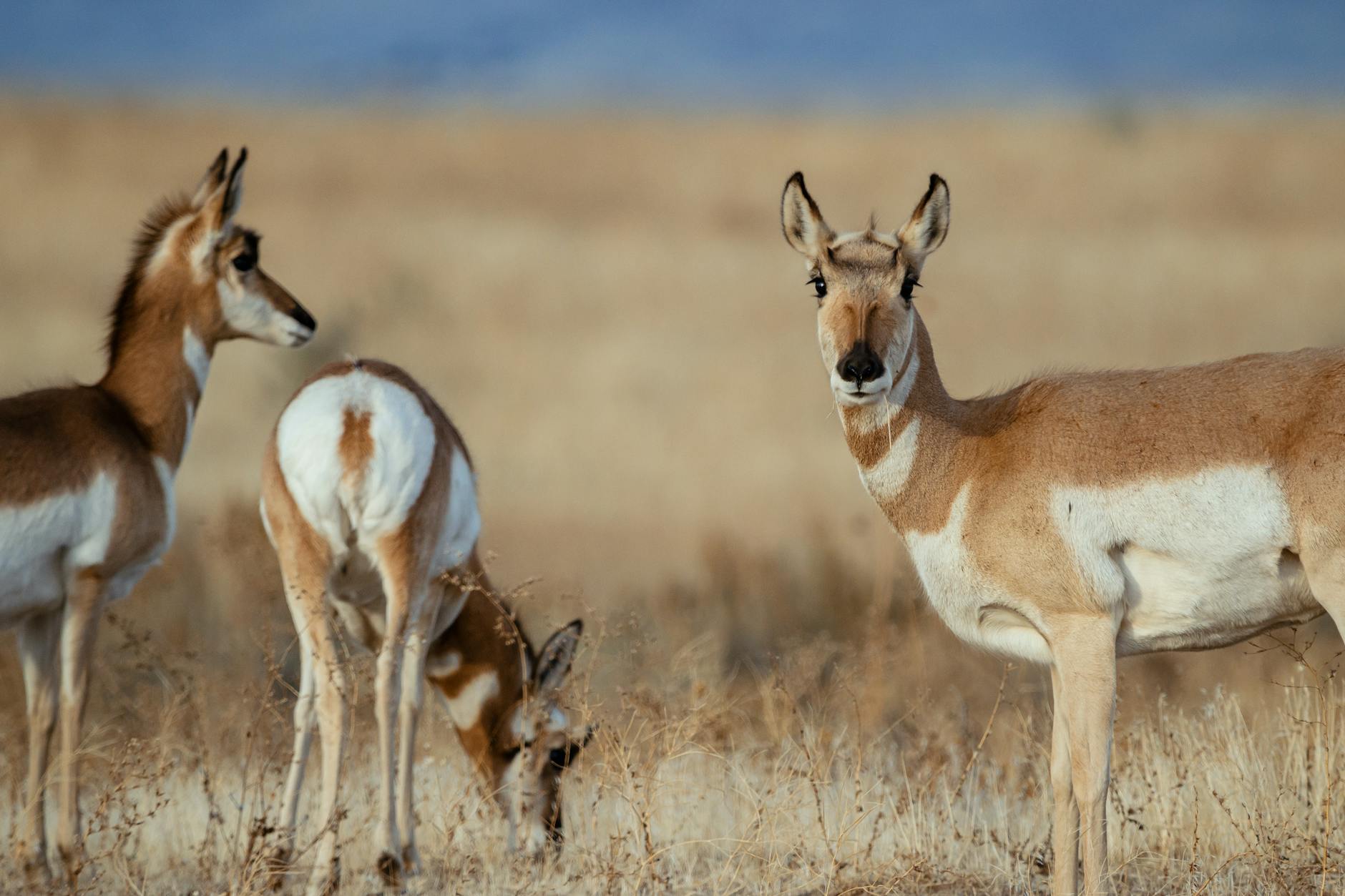Three pronghorn antelope grazing in a vast, open grassland under clear skies.