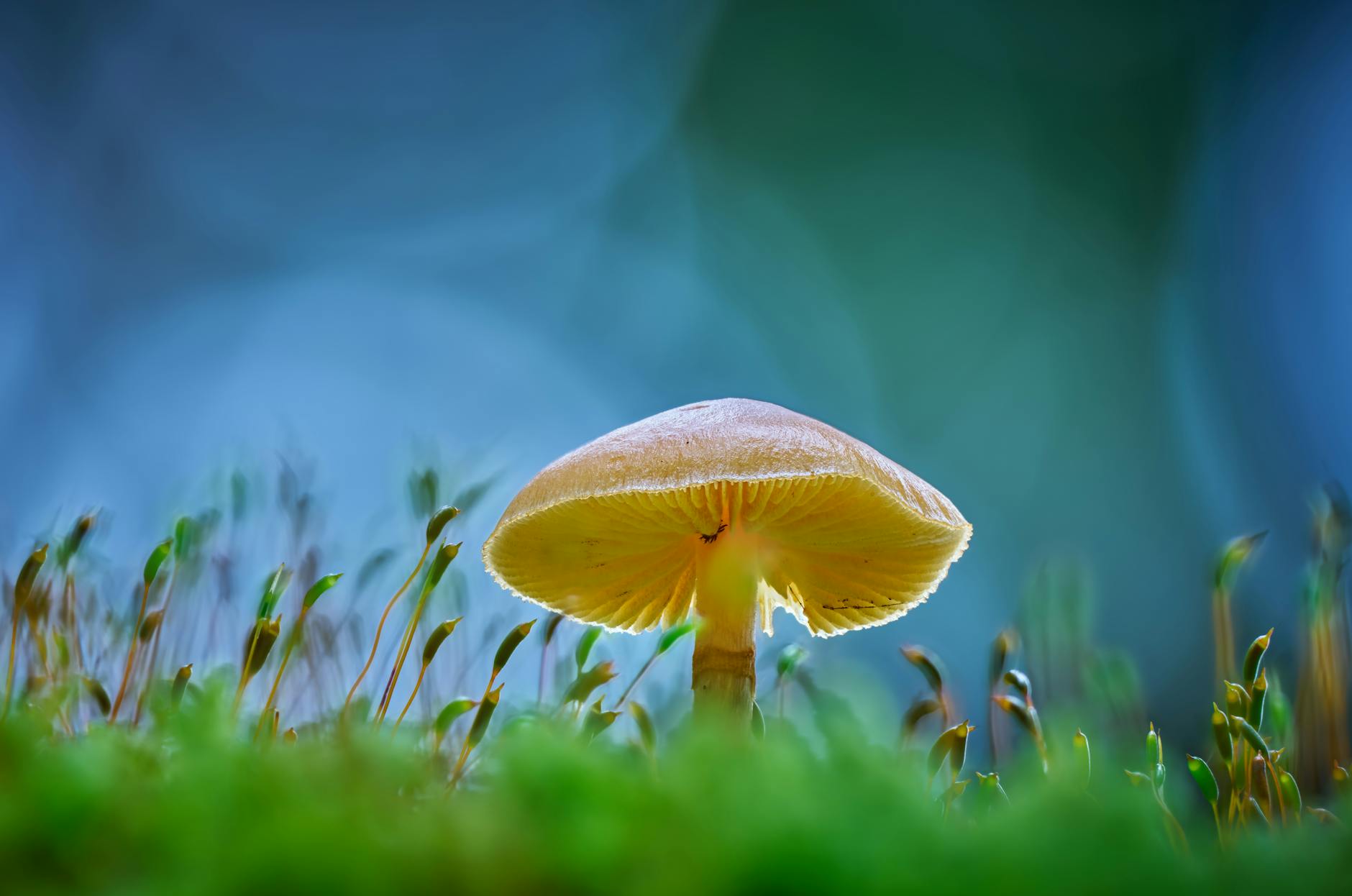 Close-up of a wild mushroom in lush grass, showcasing nature's details.