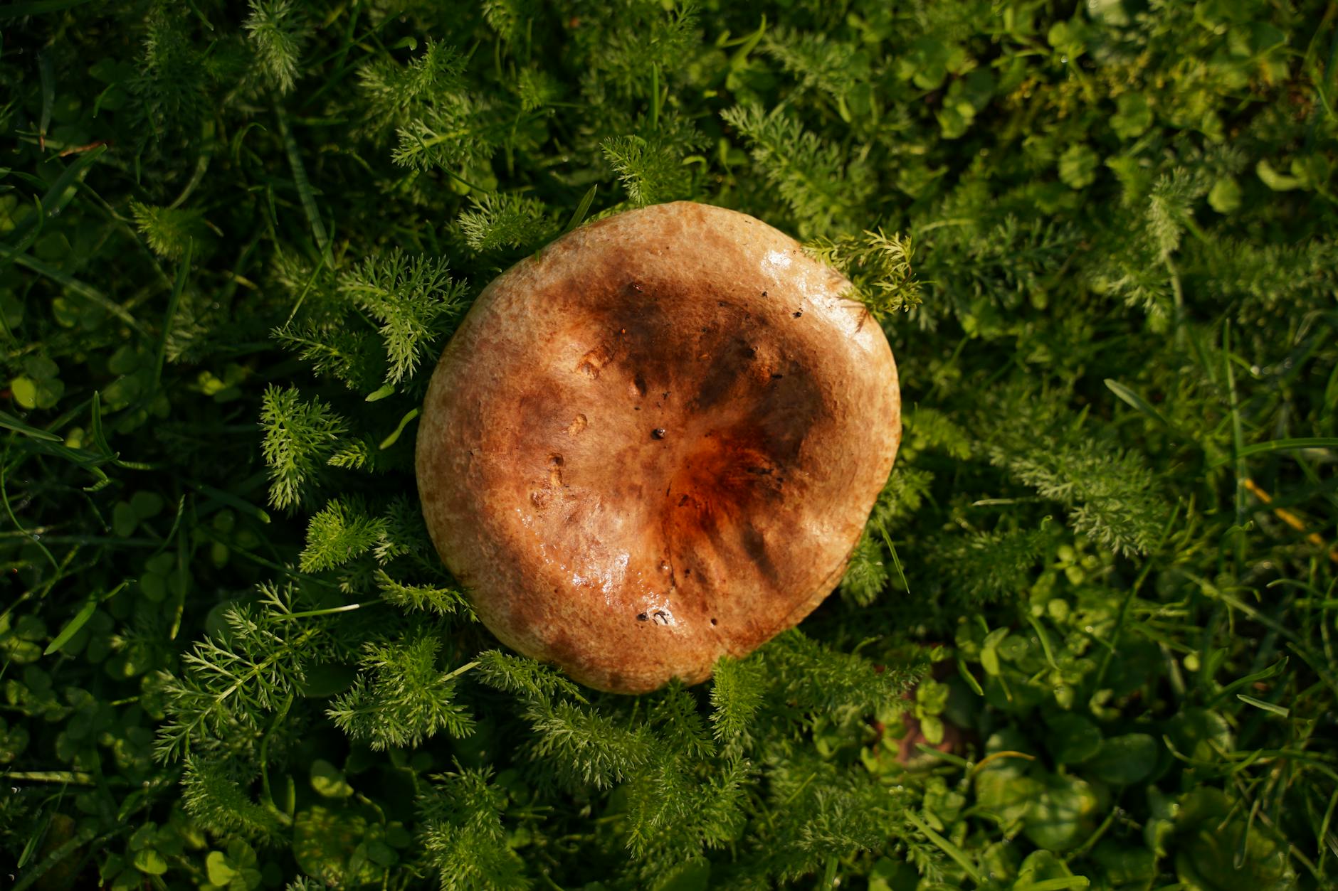 Mushroom Foraging: Discover the Best Spots Near You Captured in nature, a mushroom stands out on a lush green backdrop.