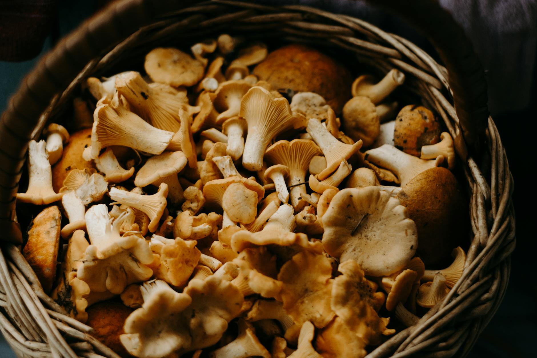 Scorched Site Foraging: Discover the Incredible Edible Mushrooms A close-up shot of fresh Chanterelle mushrooms in a woven basket, perfect for culinary uses.