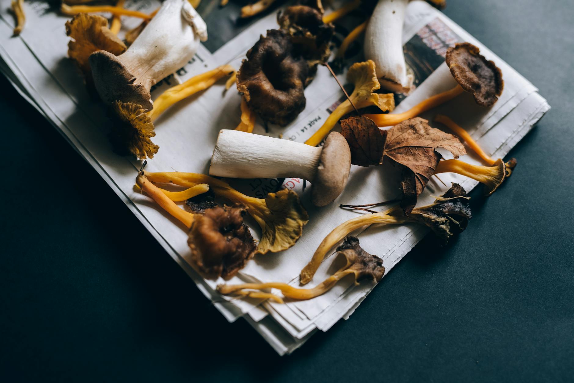 Chanterelle Foraging Secrets: Top Spots for Golden Edibles This Season Variety of wild mushrooms displayed on folded newspaper, highlighting fall harvest.