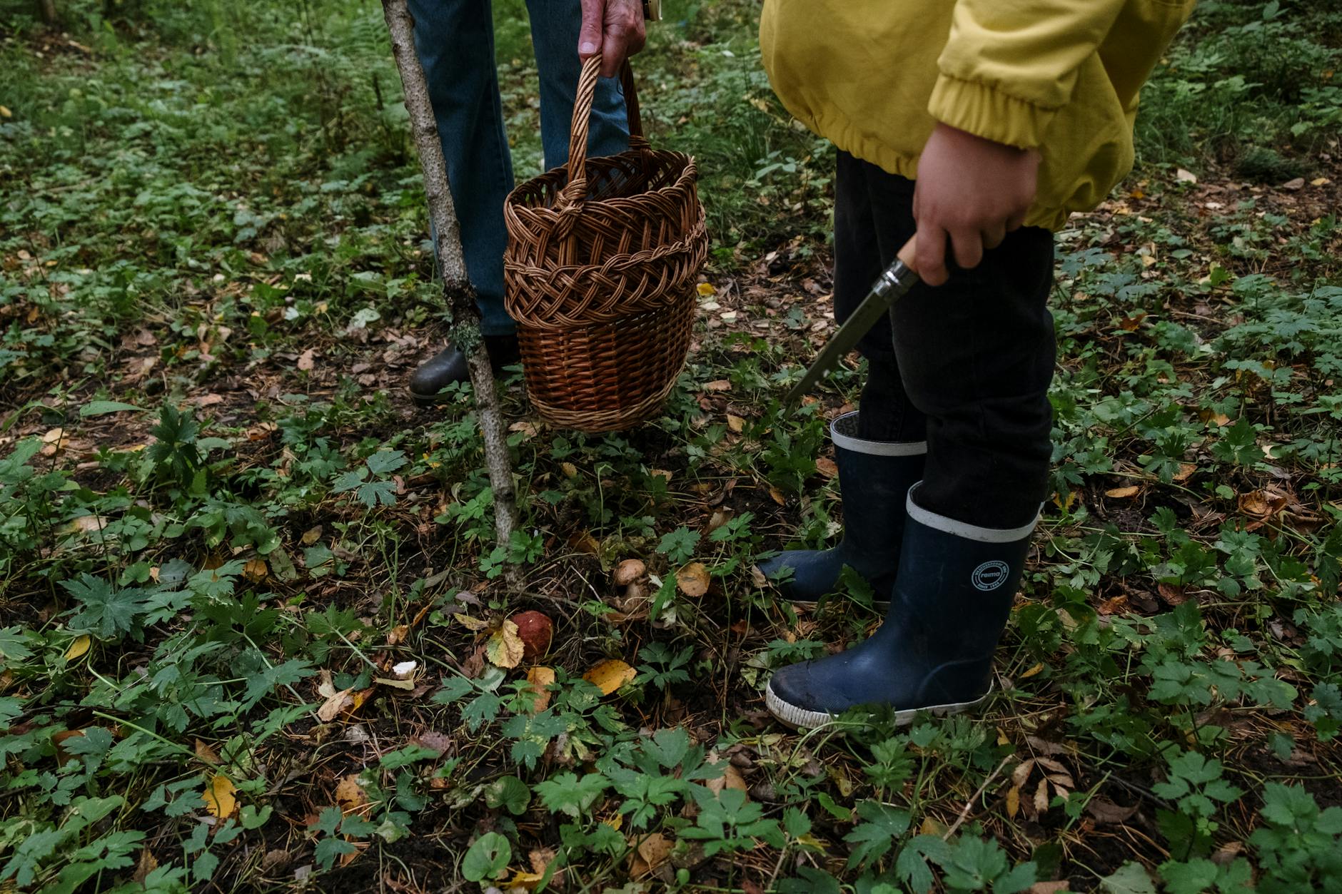 Chicken of the Woods Foraging: Safely Spot This Exquisite Mushroom Two people foraging mushrooms in a lush green forest with a basket and knife.