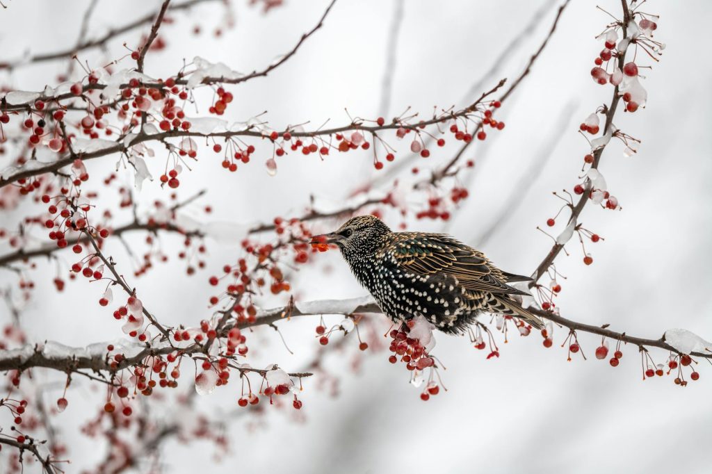 A starling bird perched among ice-covered berries in a snowy forest setting.