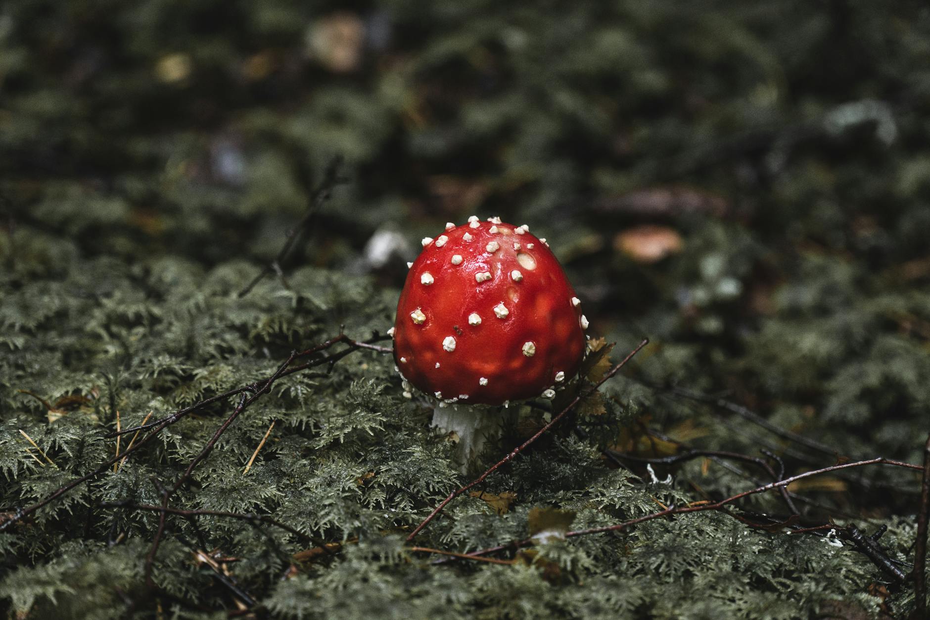 Close-up of a red Amanita muscaria mushroom on forest floor, showcasing its vibrant color and natural poisonous beauty.