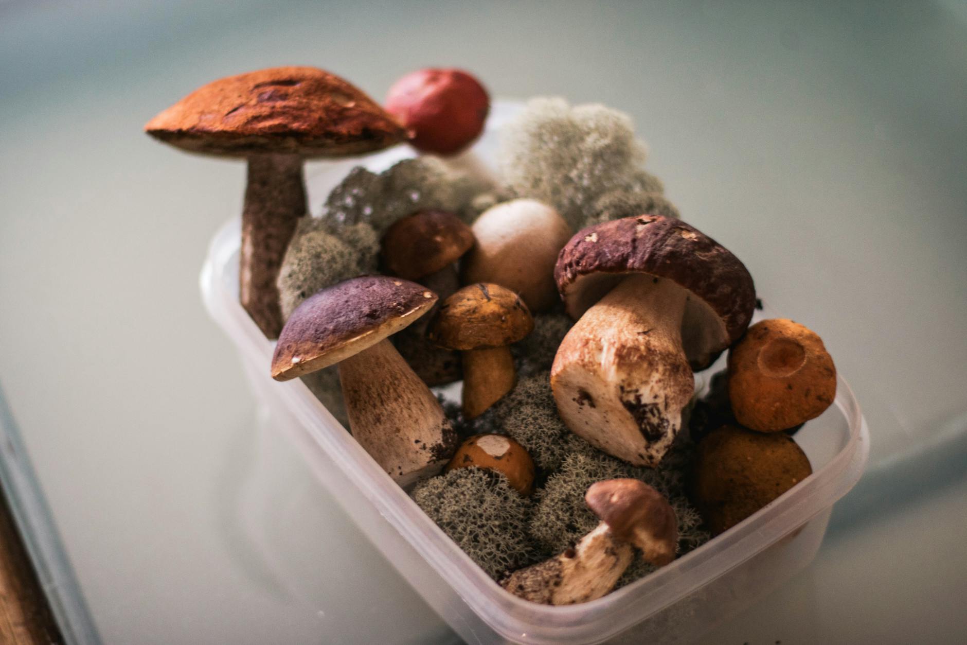 Wild Mushroom Foraging: Uncover the Surprising Dangers A variety of edible mushrooms in a clear plastic box, showcasing a fresh harvest.