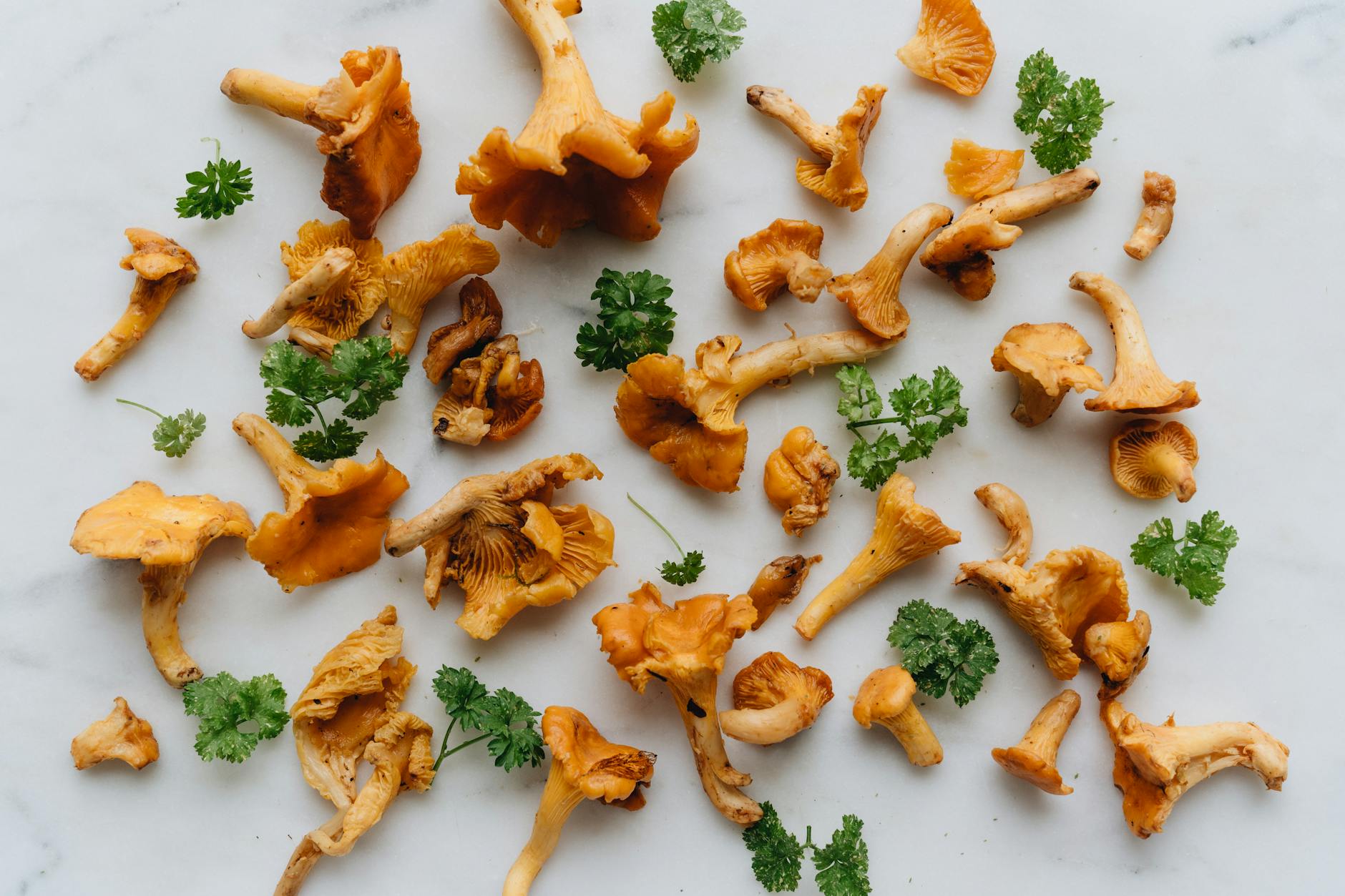 Foraging Wild Mushrooms: The Essential Guide to Safe Harvesting Top-down view of fresh chanterelle mushrooms and parsley arranged on a white surface for culinary purposes.
