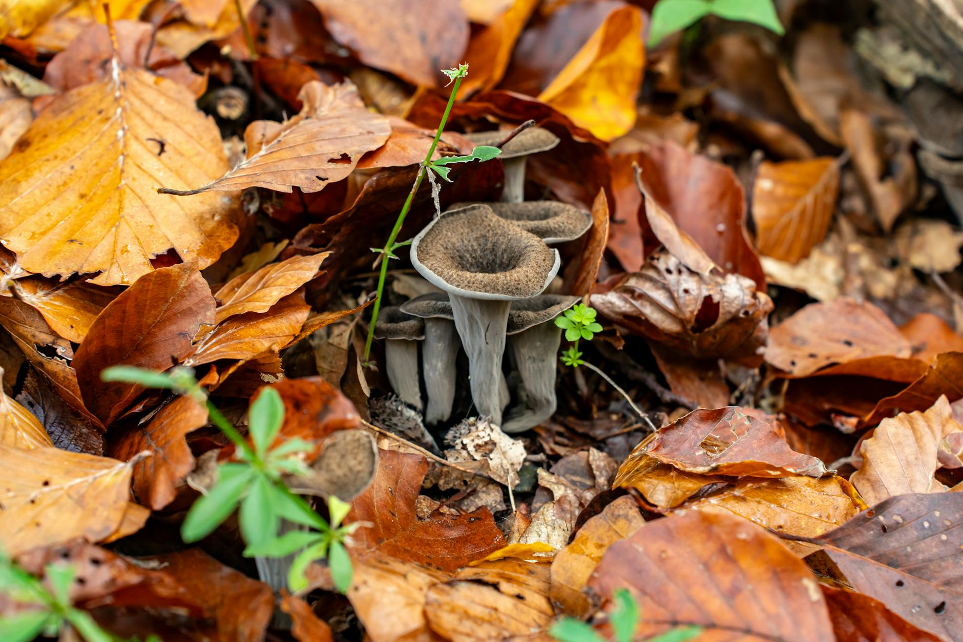 Foraging Tips: Discover the Best Edible Mushrooms in East Coast Woods! Black trumpet mushrooms nestled among vibrant autumn leaves in a forest setting.