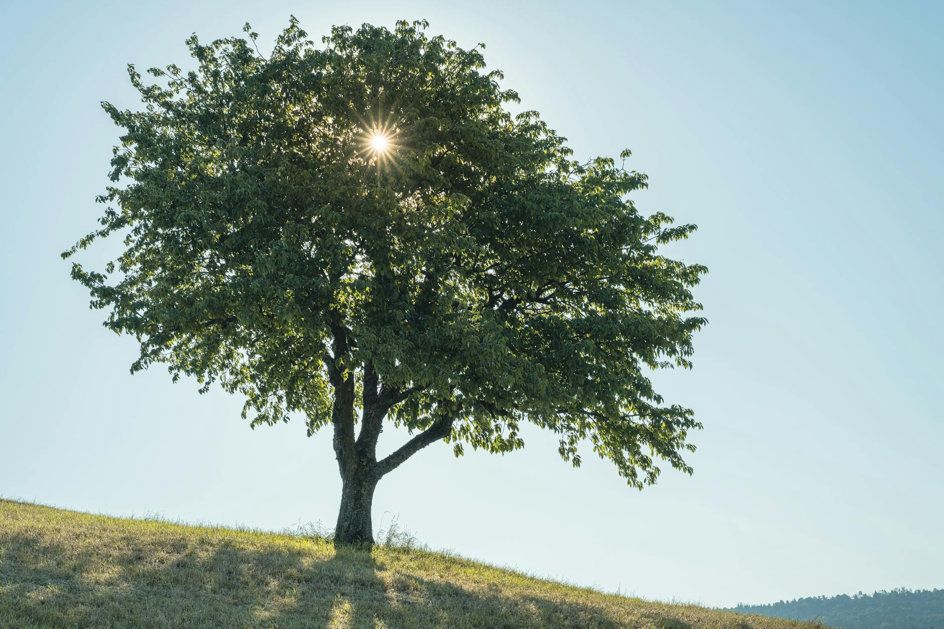 A solitary tree with sunlight filtering through the leaves on a grassy hill under a blue sky.