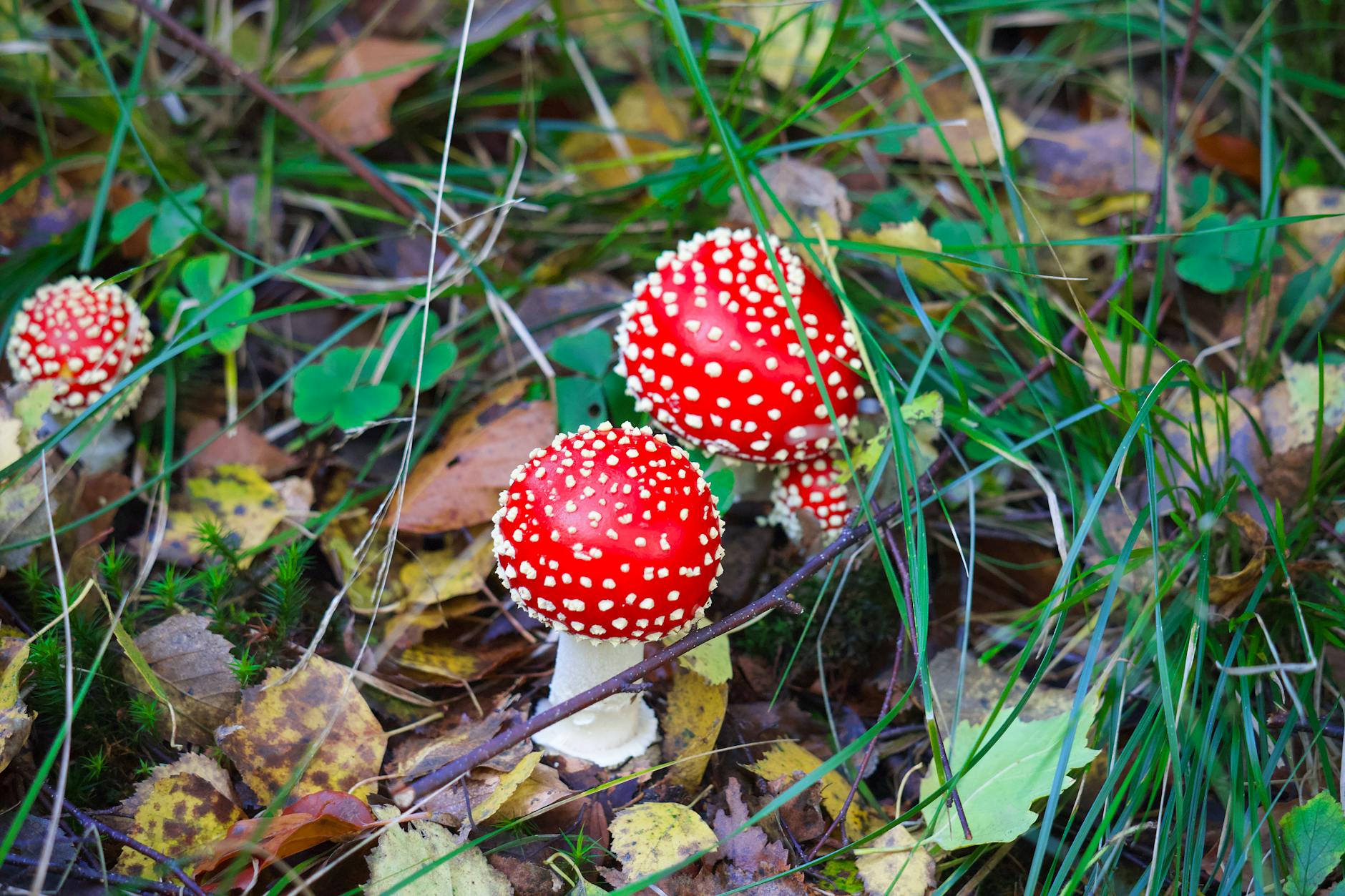 Close-up of red and white fly agaric mushrooms in lush forest environment.