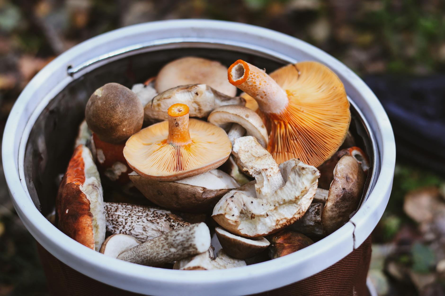 Morels and Porcini Mushrooms: Top Fall Foraging Destinations A basket filled with various freshly foraged wild mushrooms, showcasing different types and textures.