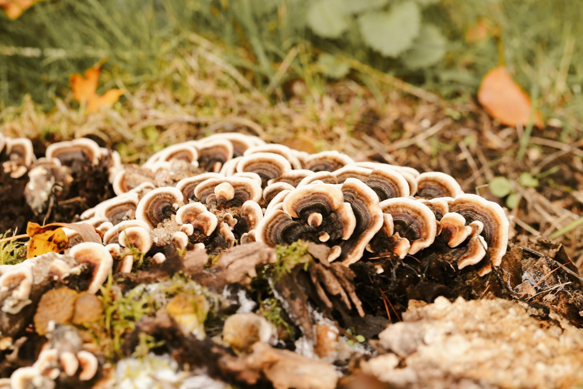 Wild Mushroom Hunts: Best Trees and Habitats for Forest Floor Foraging Close-up of turkey tail mushrooms on a forest floor, showcasing their striped patterns.
