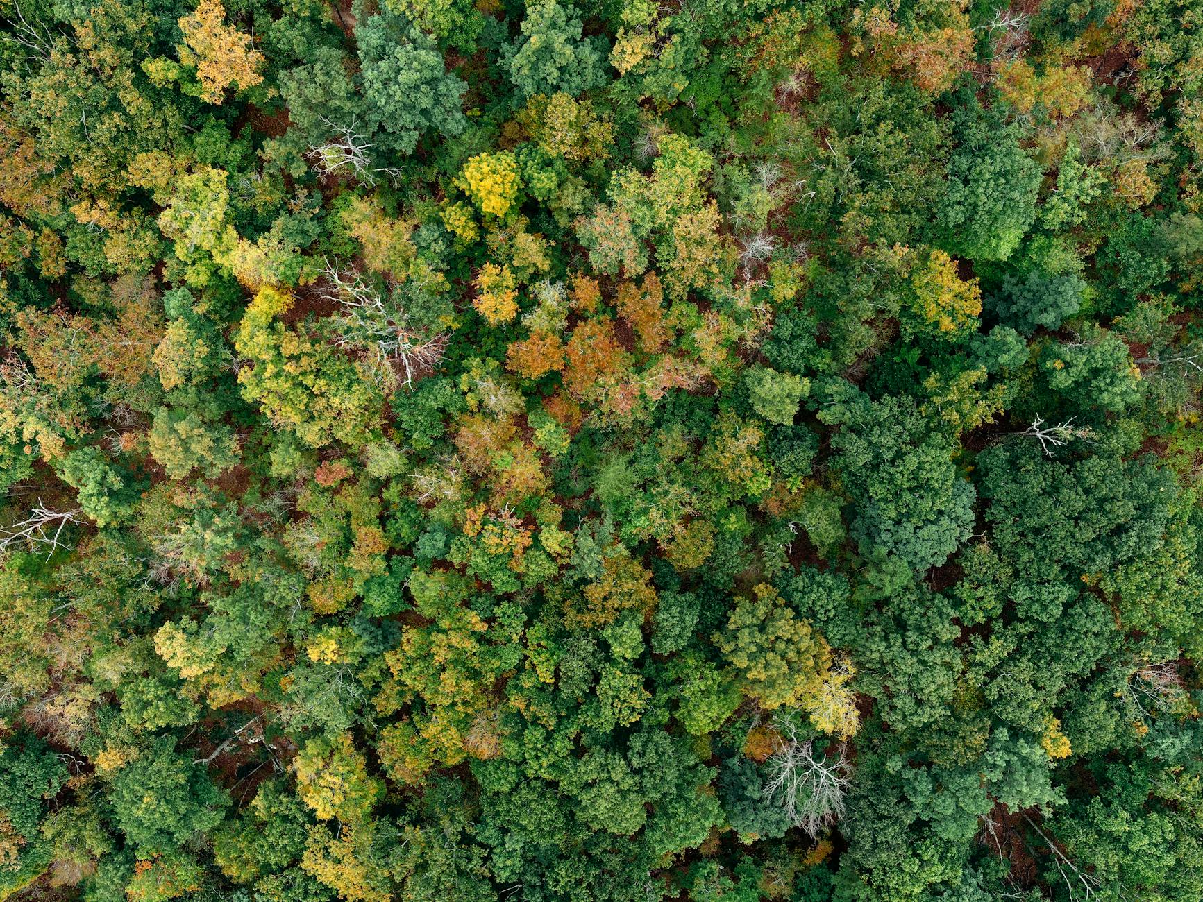 A stunning aerial view of a dense, colorful forest showcasing vibrant fall foliage.