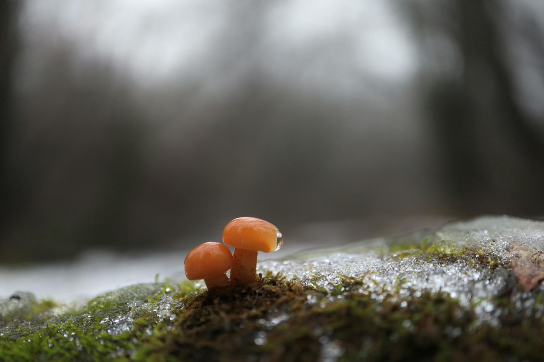 Enoki Mushroom Growing: Effortless Tips for Extra-Long Stems Close-up of Flammulina mushrooms growing on a mossy forest floor with a wintry backdrop.