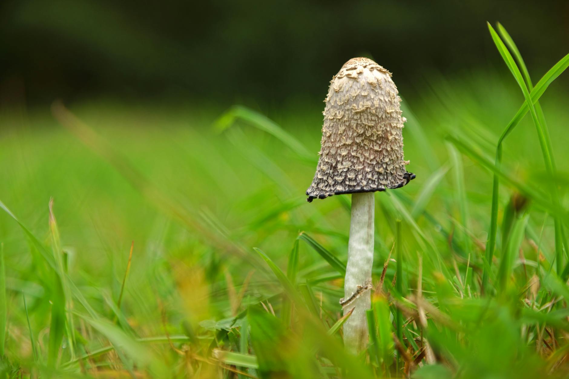 A detailed view of a solitary Shaggy Ink Cap mushroom (Coprinus comatus) amidst vibrant green grass.