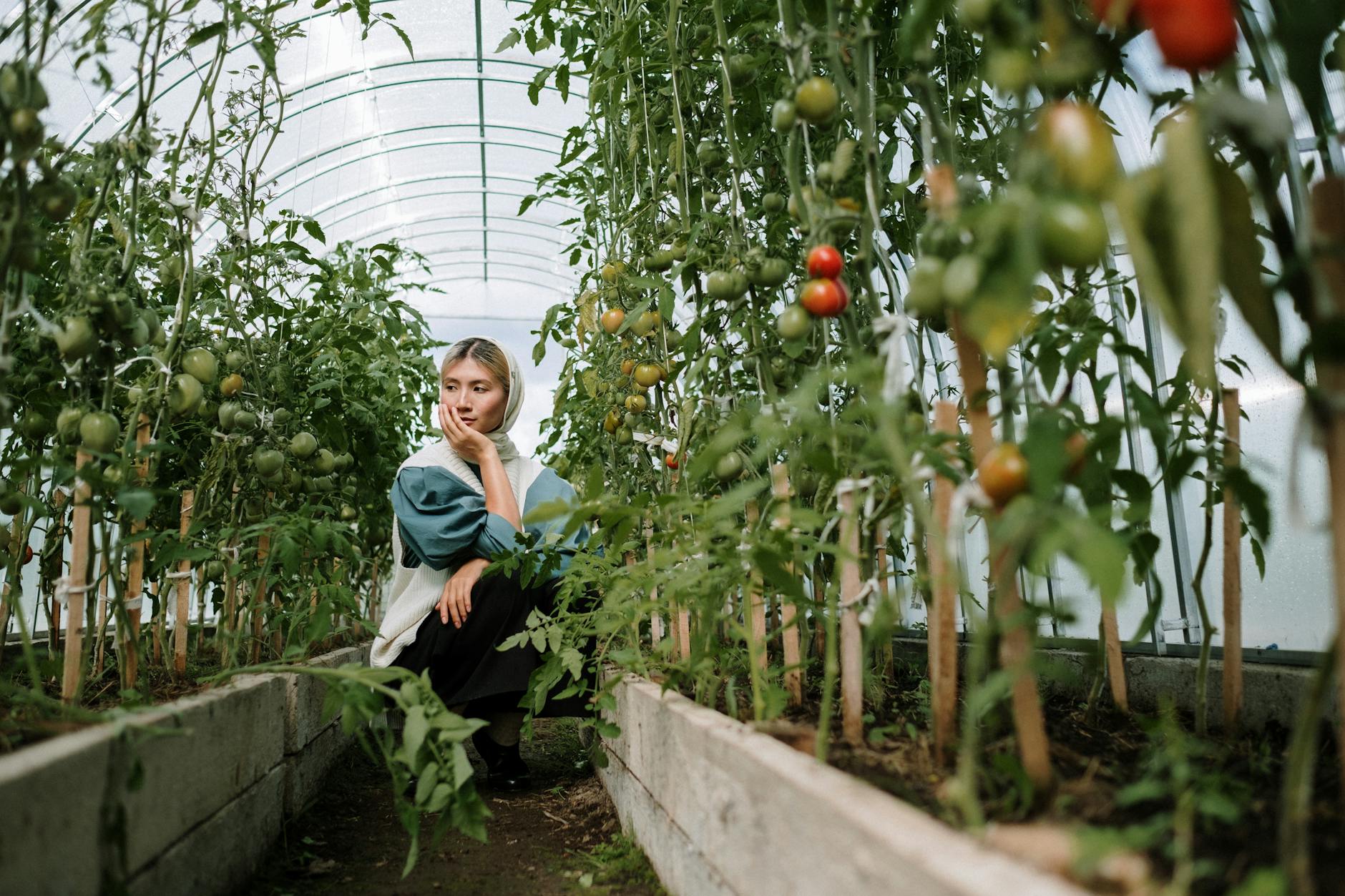 Greenhouse Mushroom Cultivation: Effortless Year-Round Strategies A woman sits thoughtfully in a greenhouse among growing tomato plants.