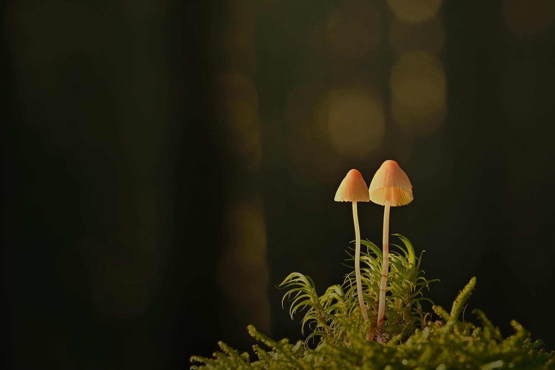Two mushrooms growing in a lush green forest bring a sense of natural serenity.
