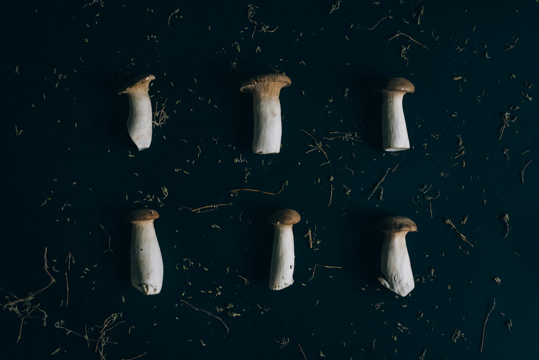Hygrophorus Milky Caps Foraging Tips: Best Techniques for Mild Edible Treasures Six king oyster mushrooms on a dark background with scattered soil, close-up.