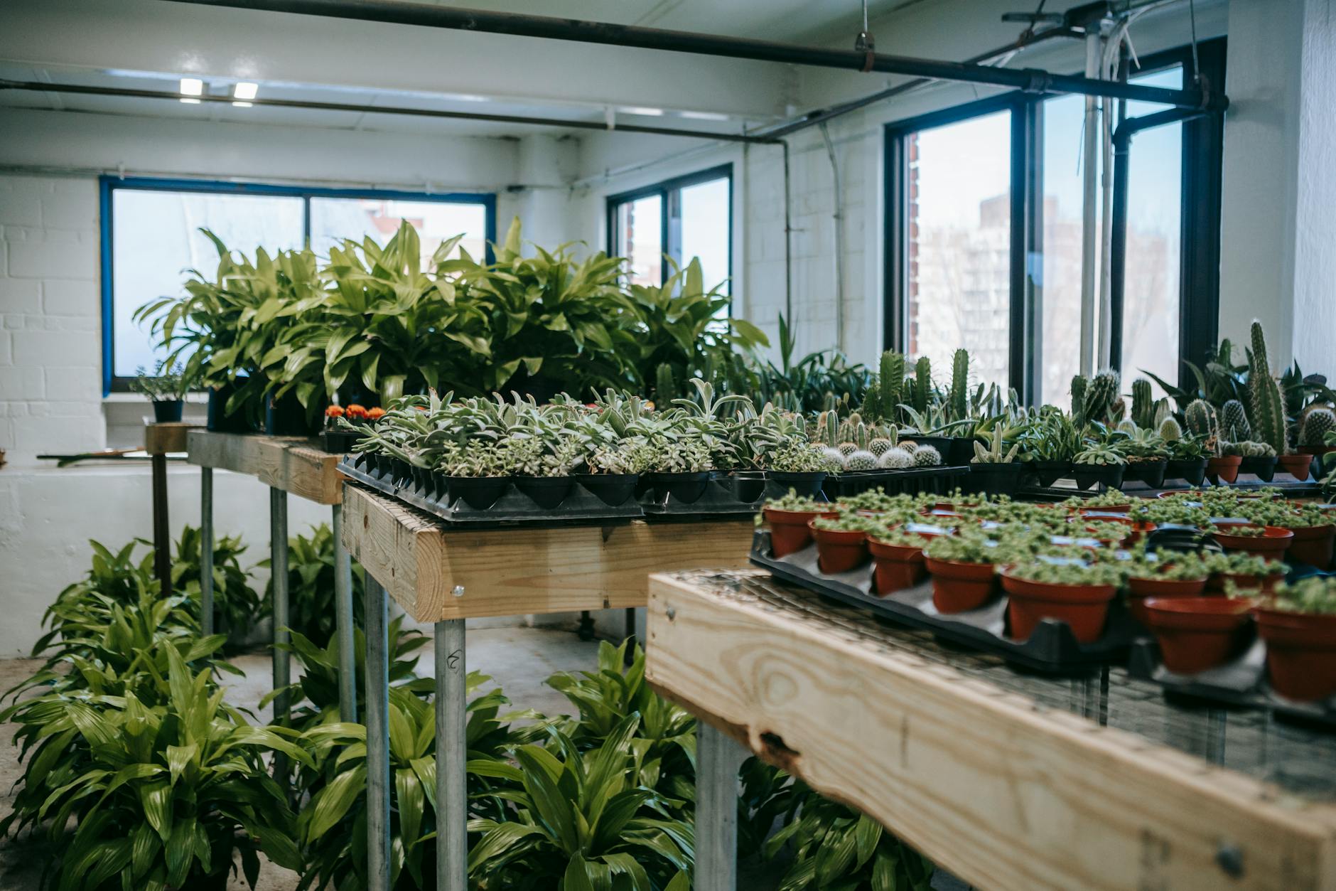 Bright indoor greenhouse with various potted plants on display tables.