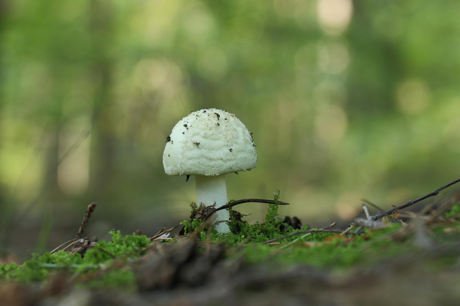 Mushroom Growing Guide: Effortless Steps for Your Indoor Fungi Farm A detailed view of a white mushroom growing on the forest floor amidst green moss.