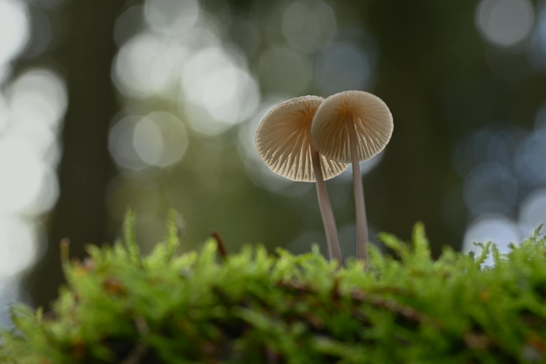 Two mushrooms growing on moss with soft bokeh in a forest setting.