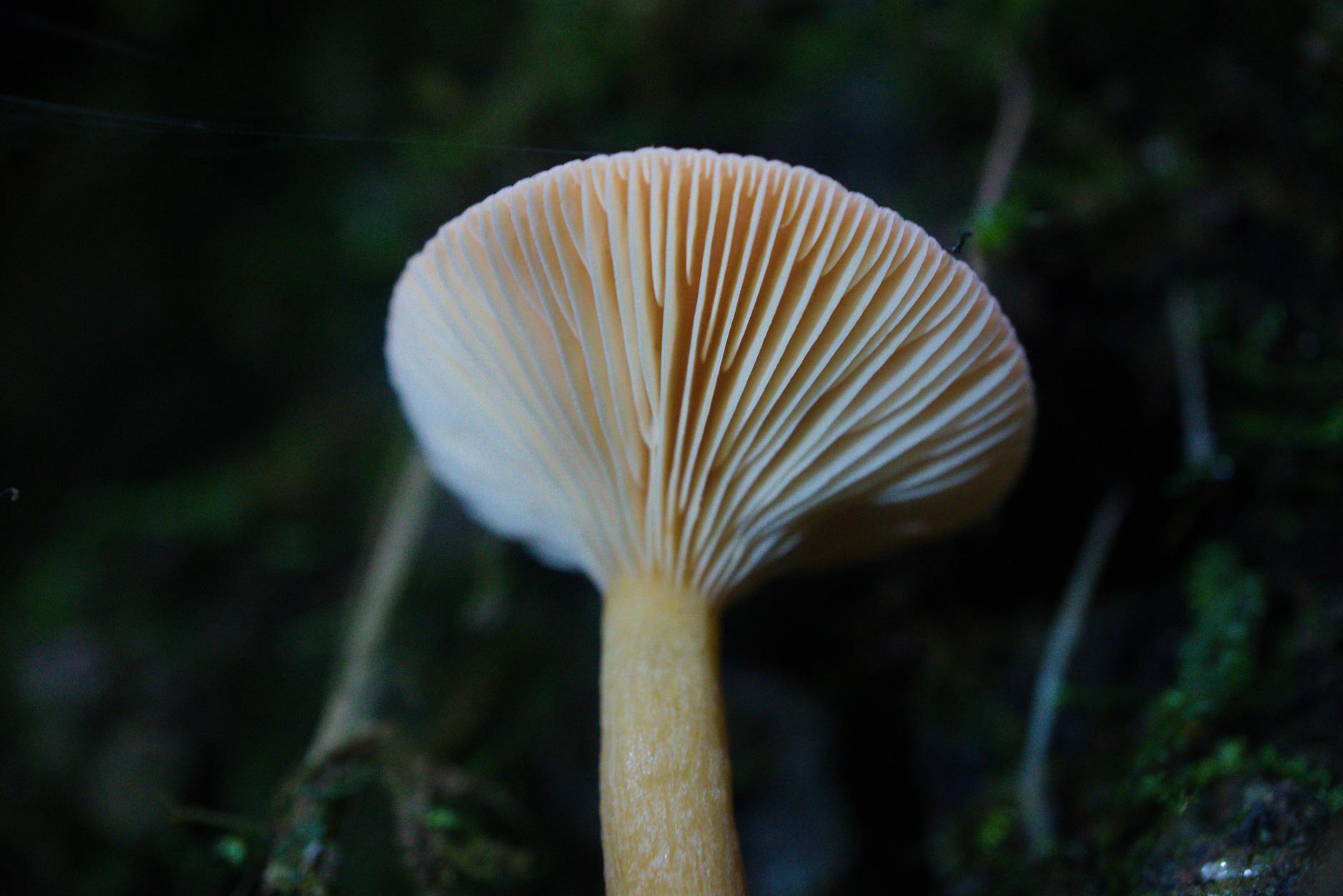 Lion's Mane Foraging Tips: Effortless Techniques for Hunting Medicinal Mushroom Captivating close-up of a wild mushroom, showcasing intricate gills.
