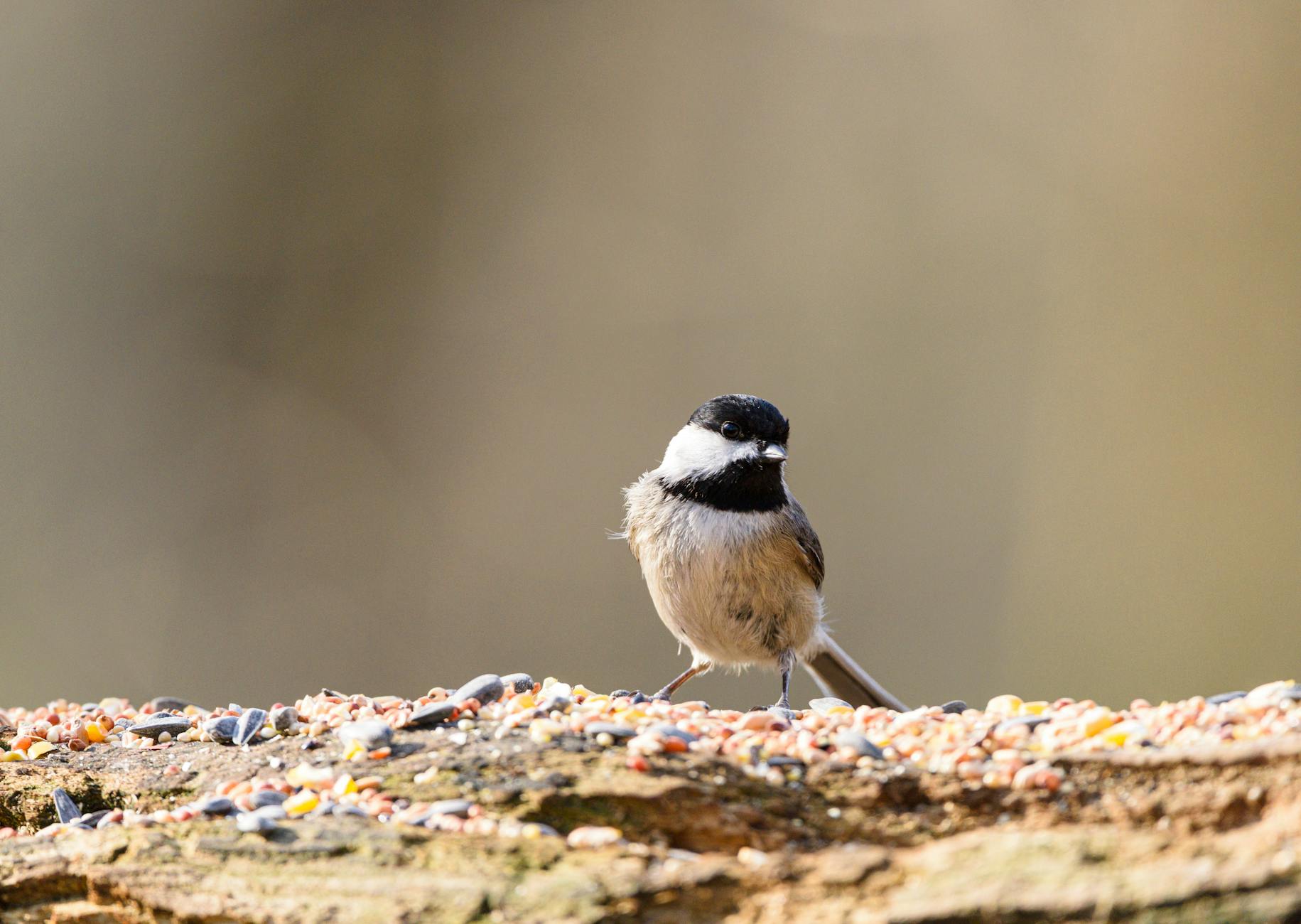 A charming chickadee perched on a log surrounded by seeds in its natural habitat.