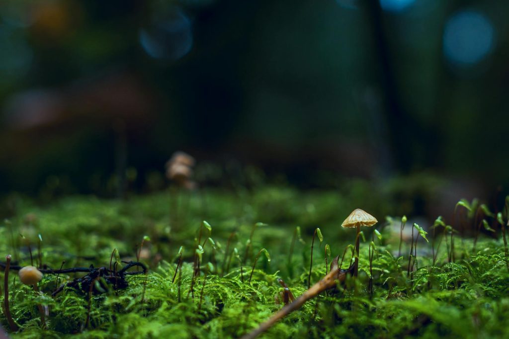 Close-up view of a mushroom growing in lush green moss in the forest.