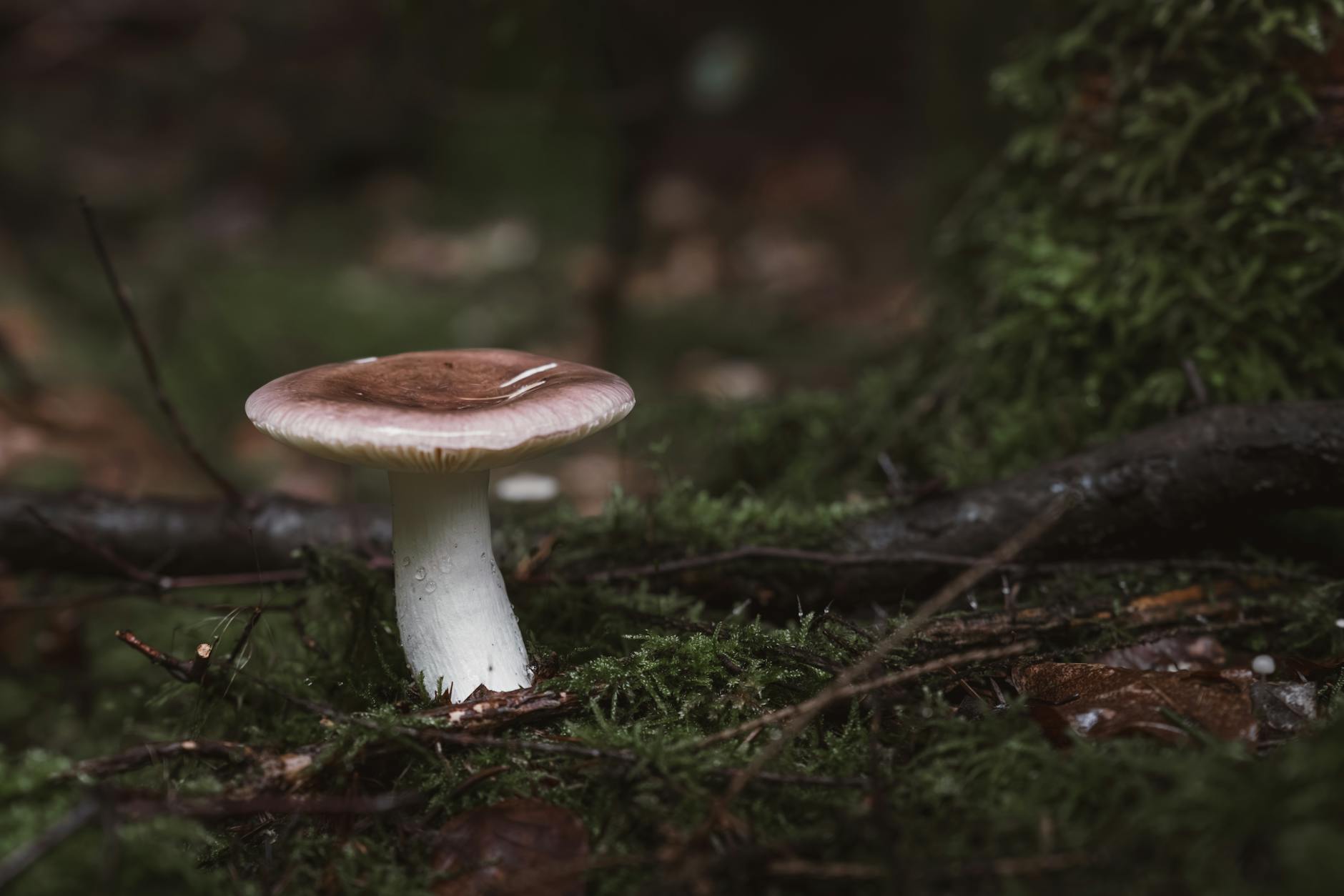 Microclimate Magic: Best Hidden Spots for Bountiful Mushroom Foraging A single mushroom amidst lush forest floor, evoking a magical and serene atmosphere.