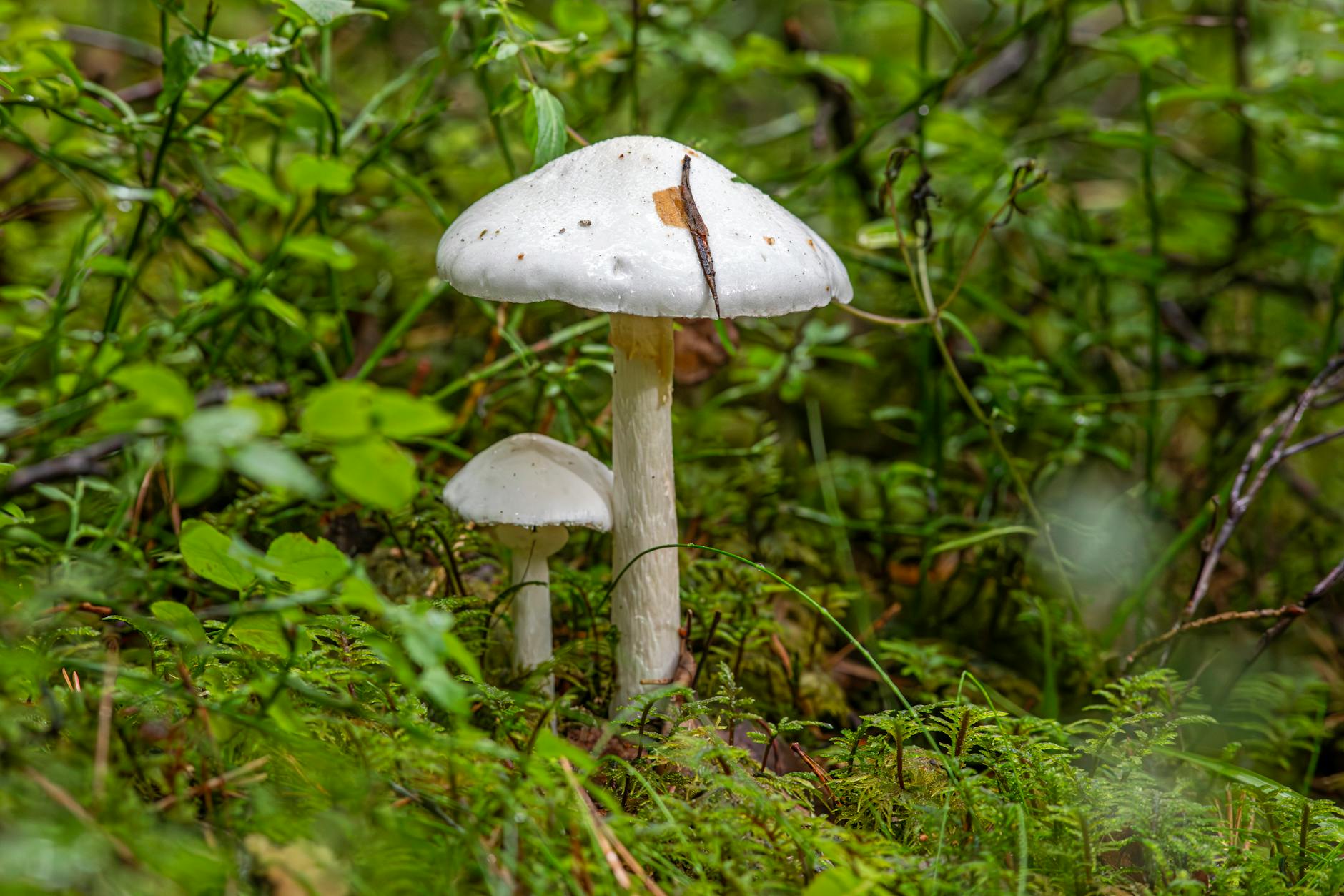 Mushroom Foraging Risks: Essential Tips for Safe Harvest Close-up of white amanita mushrooms in a lush forest environment, showcasing natural beauty and biodiversity.