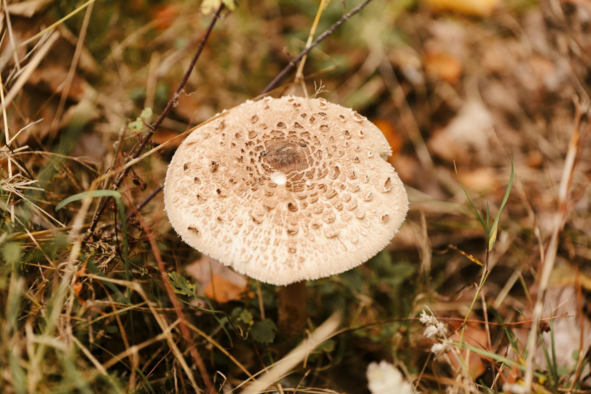 Mushroom Foraging Syndromes: Avoid Disaster with These Expert Tips Detailed view of a parasol mushroom (Macrolepiota procera) in a natural forest setting.