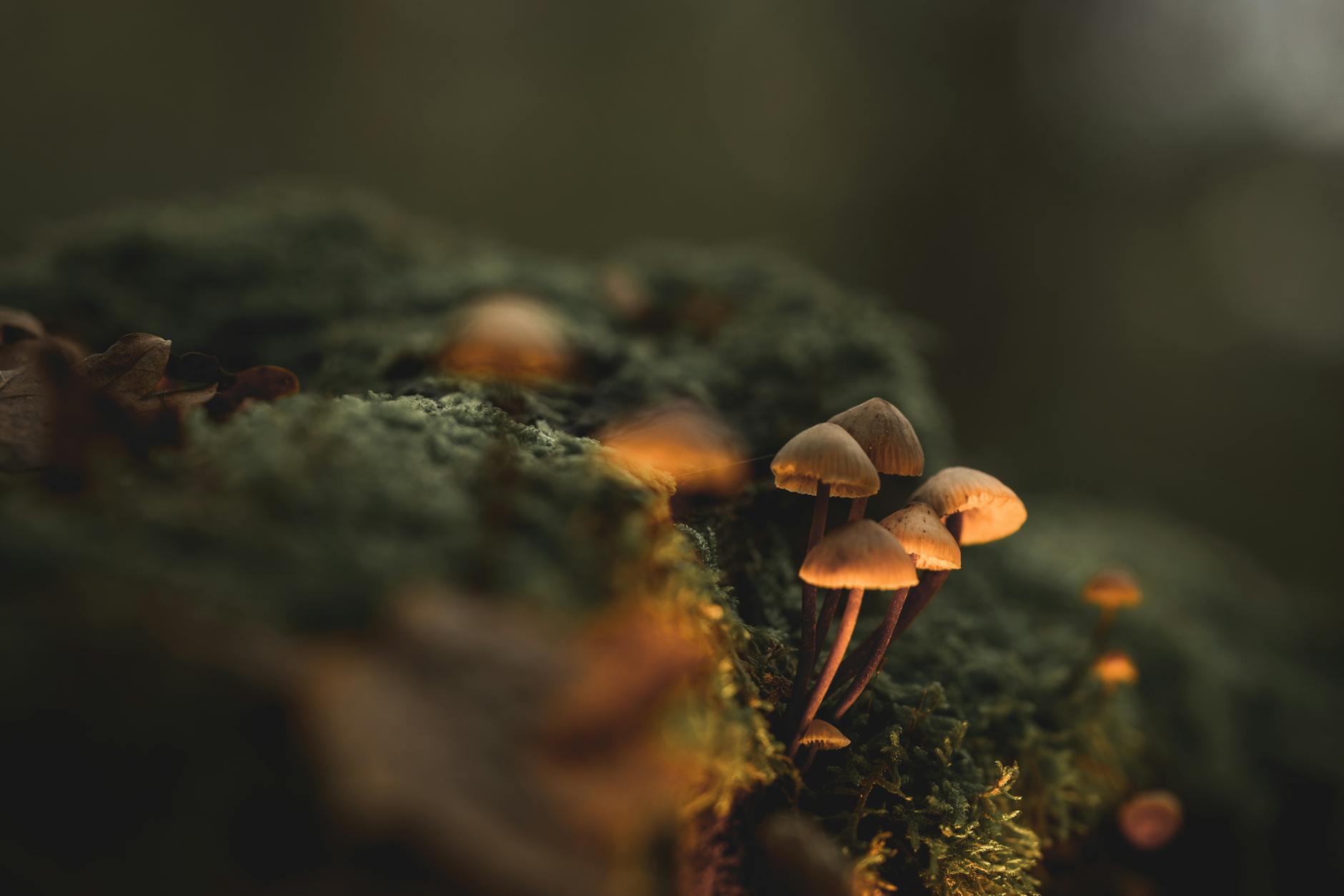 Enchanting close-up of forest mushrooms growing on a mossy log, illuminated by soft light.
