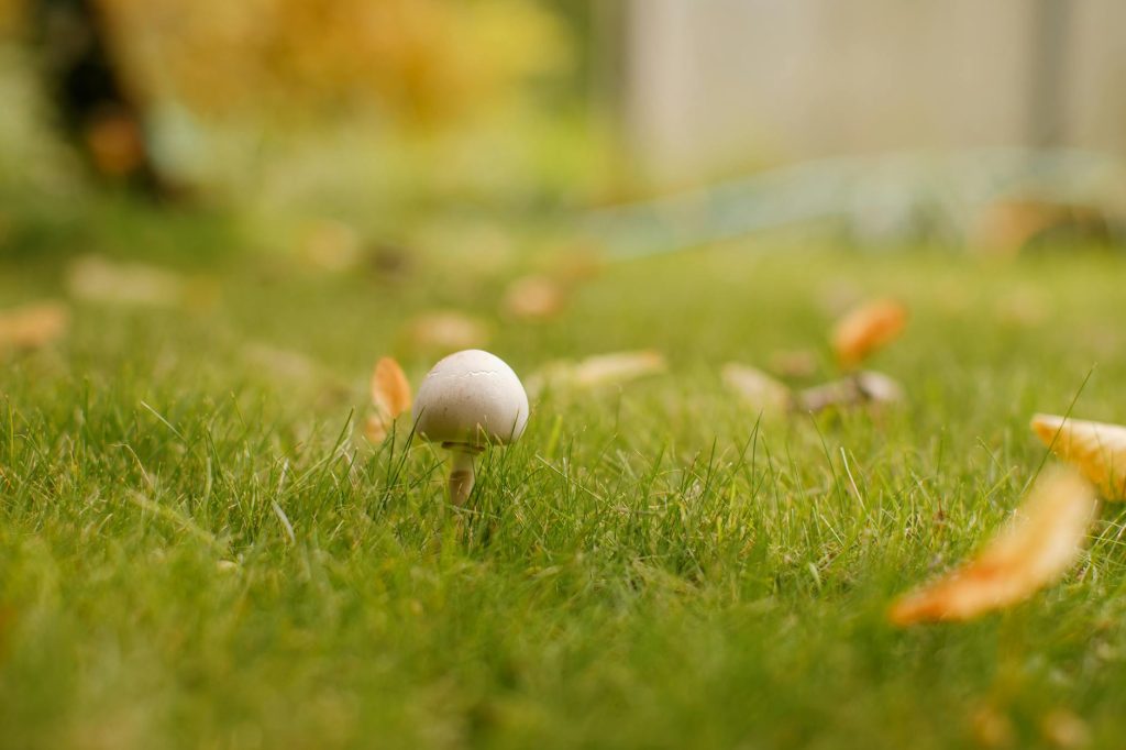 Close-up view of a mushroom growing amongst grass in an autumn garden setting, highlighting natural growth.