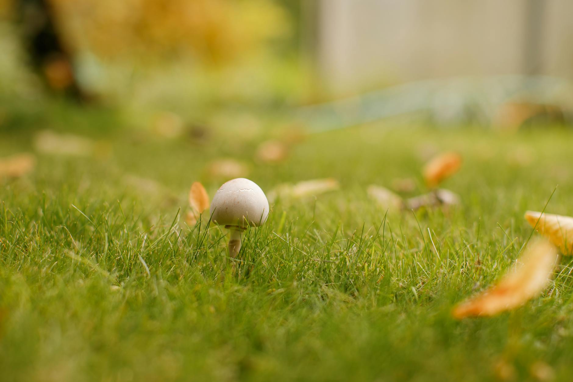 Close-up view of a mushroom growing amongst grass in an autumn garden setting, highlighting natural growth.