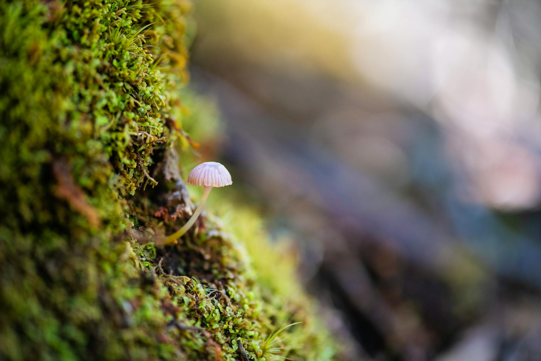 Tiny mushroom on a mossy tree with soft focus background.