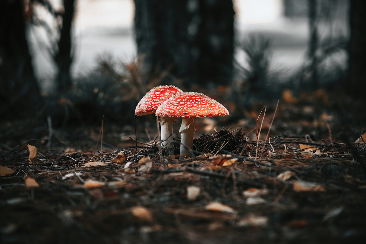 Close-up of vibrant Amanita muscaria mushrooms in a forest in Konin, Poland.