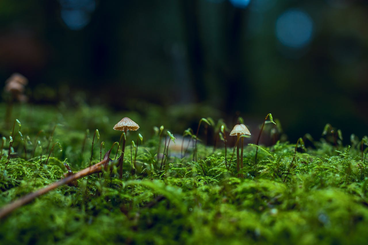 A serene close-up of mushrooms growing on a lush, moss-covered forest floor.