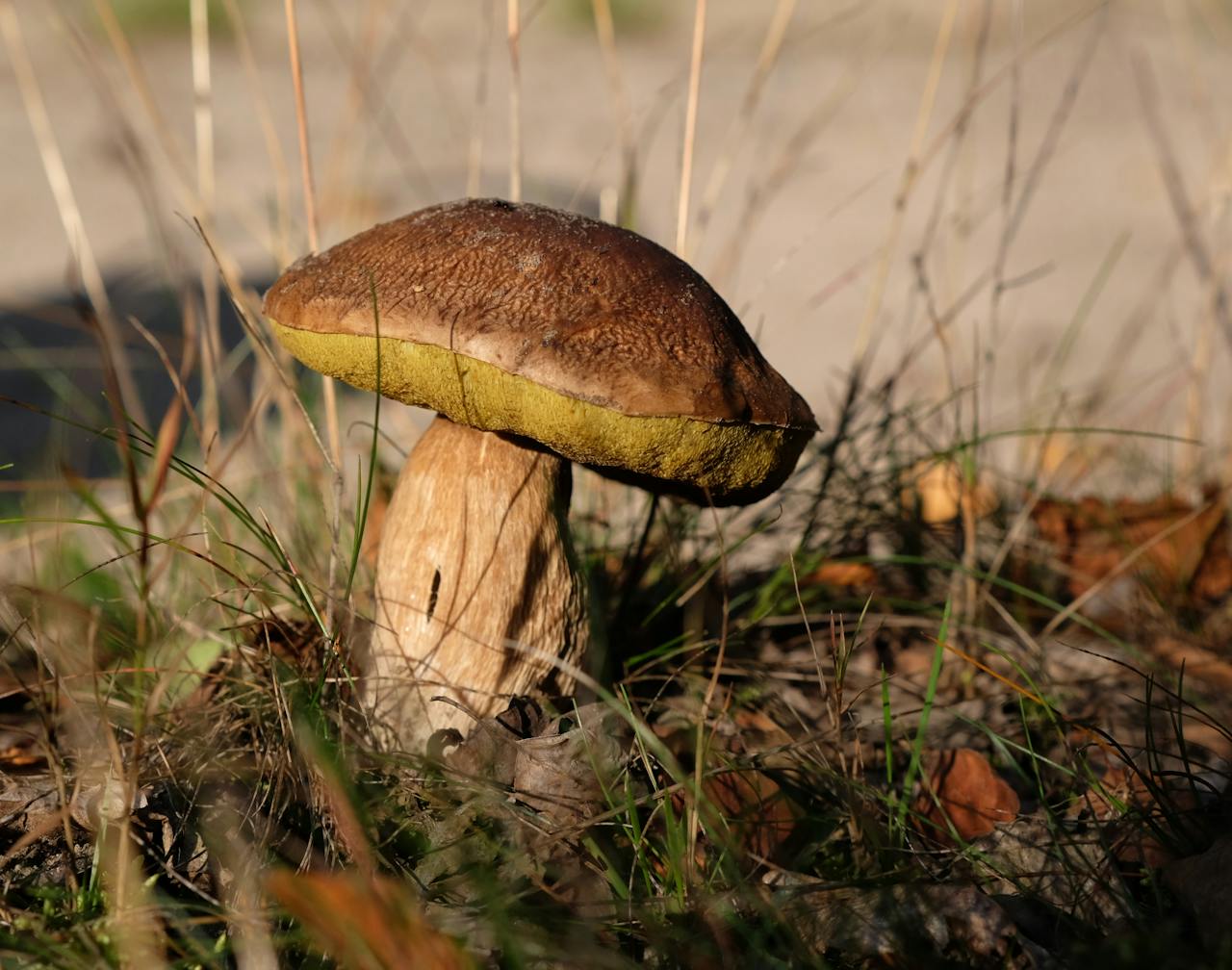 Close-up of a wild Bolete mushroom growing in grassy field on a sunny day.