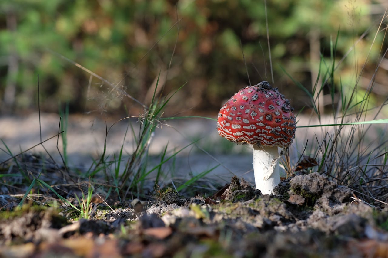 Close-up view of a red Amanita mushroom growing in the forest soil surrounded by greenery.
