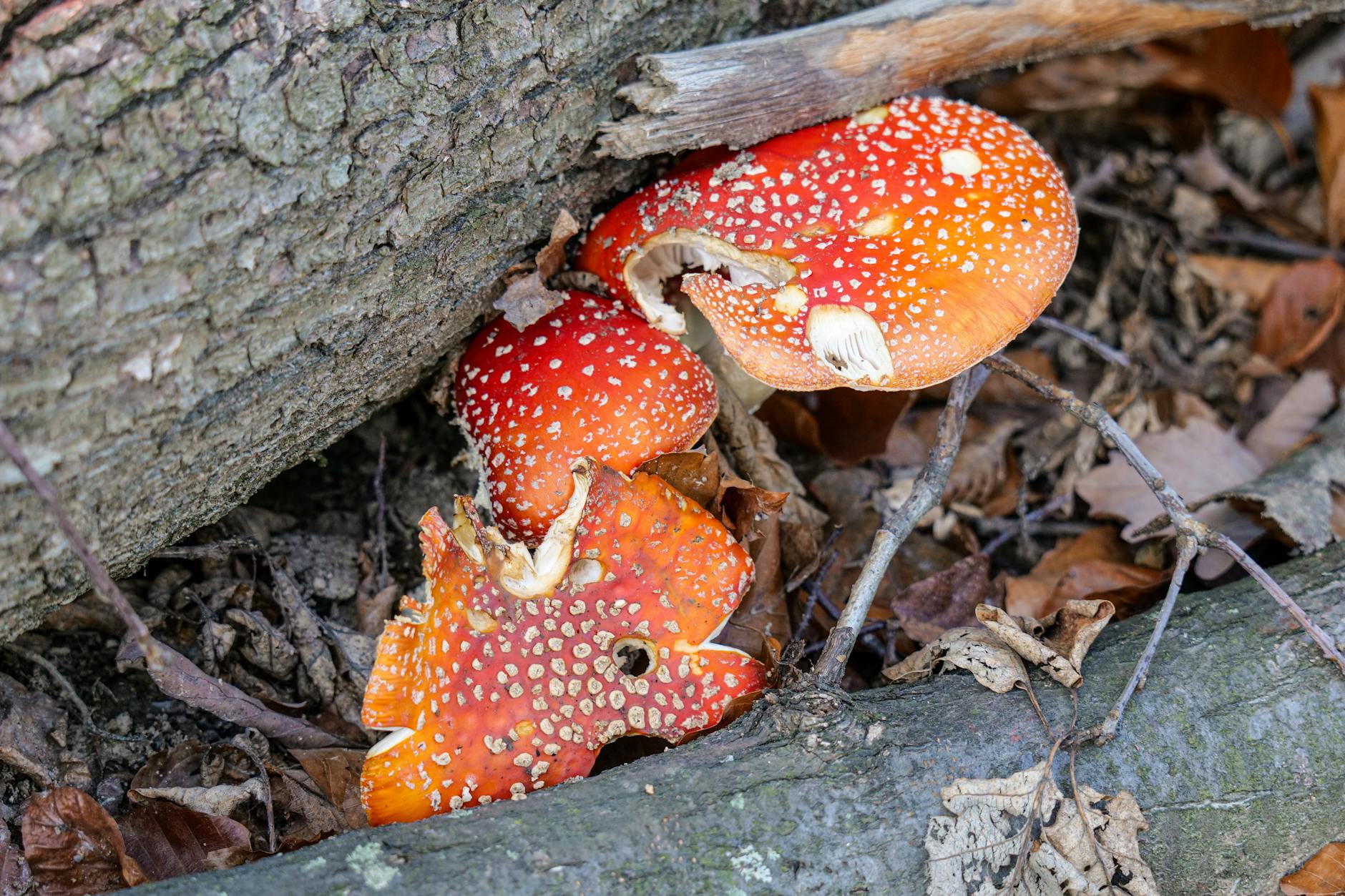 Poisonous Mushrooms Unmasked: Essential Tips for Safe Foraging Close-up of red Amanita muscaria mushrooms growing beside a tree trunk in a forest setting.