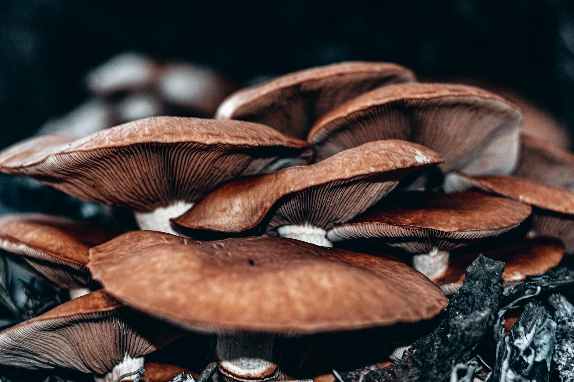 Edible vs. Poisonous Mushrooms: Discover Safely Detailed close-up of brown mushrooms showcasing natural texture and growth, captured outdoors.