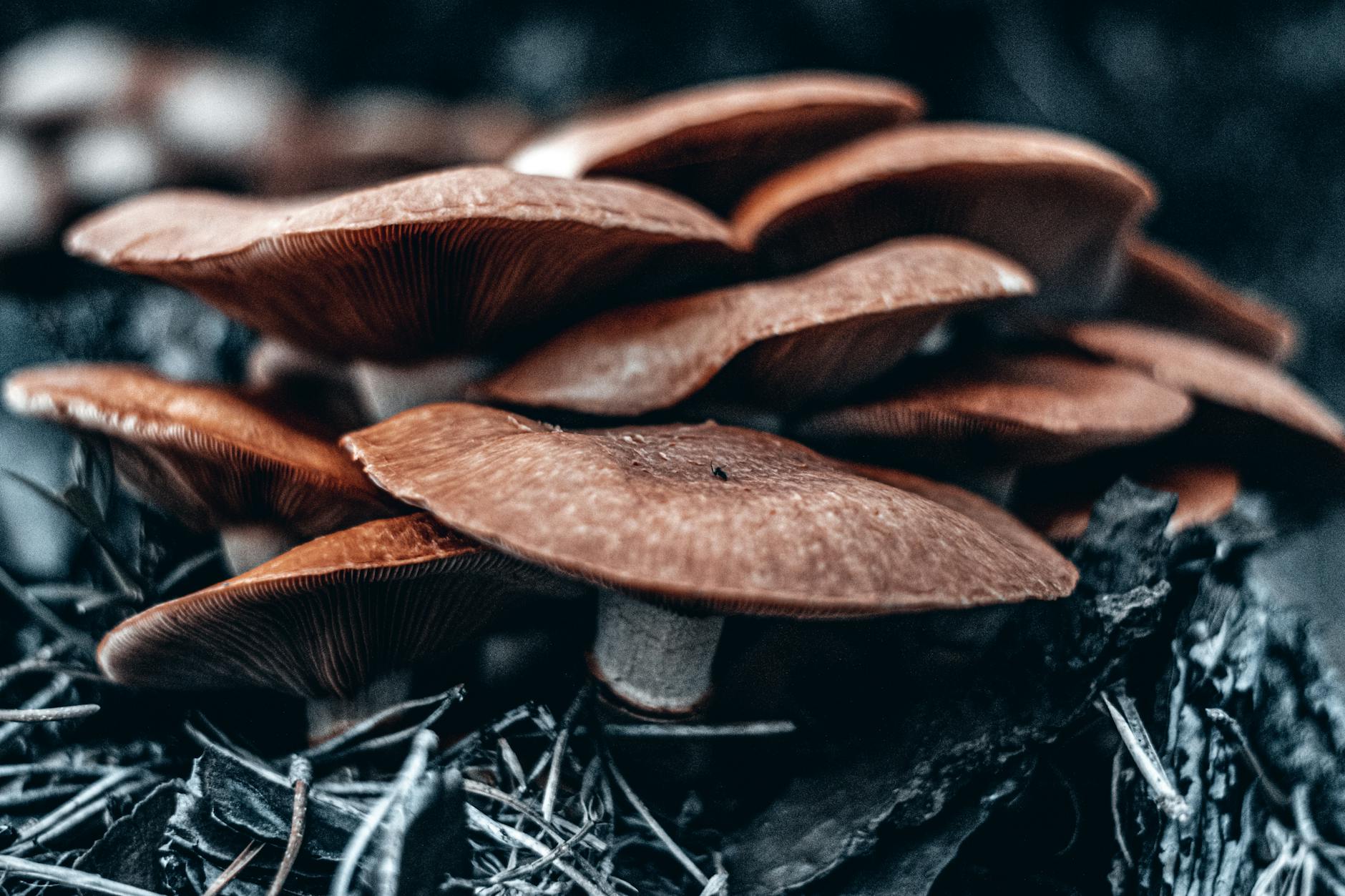 A detailed close-up view of wild mushrooms growing on a forest floor, showcasing their texture and color.