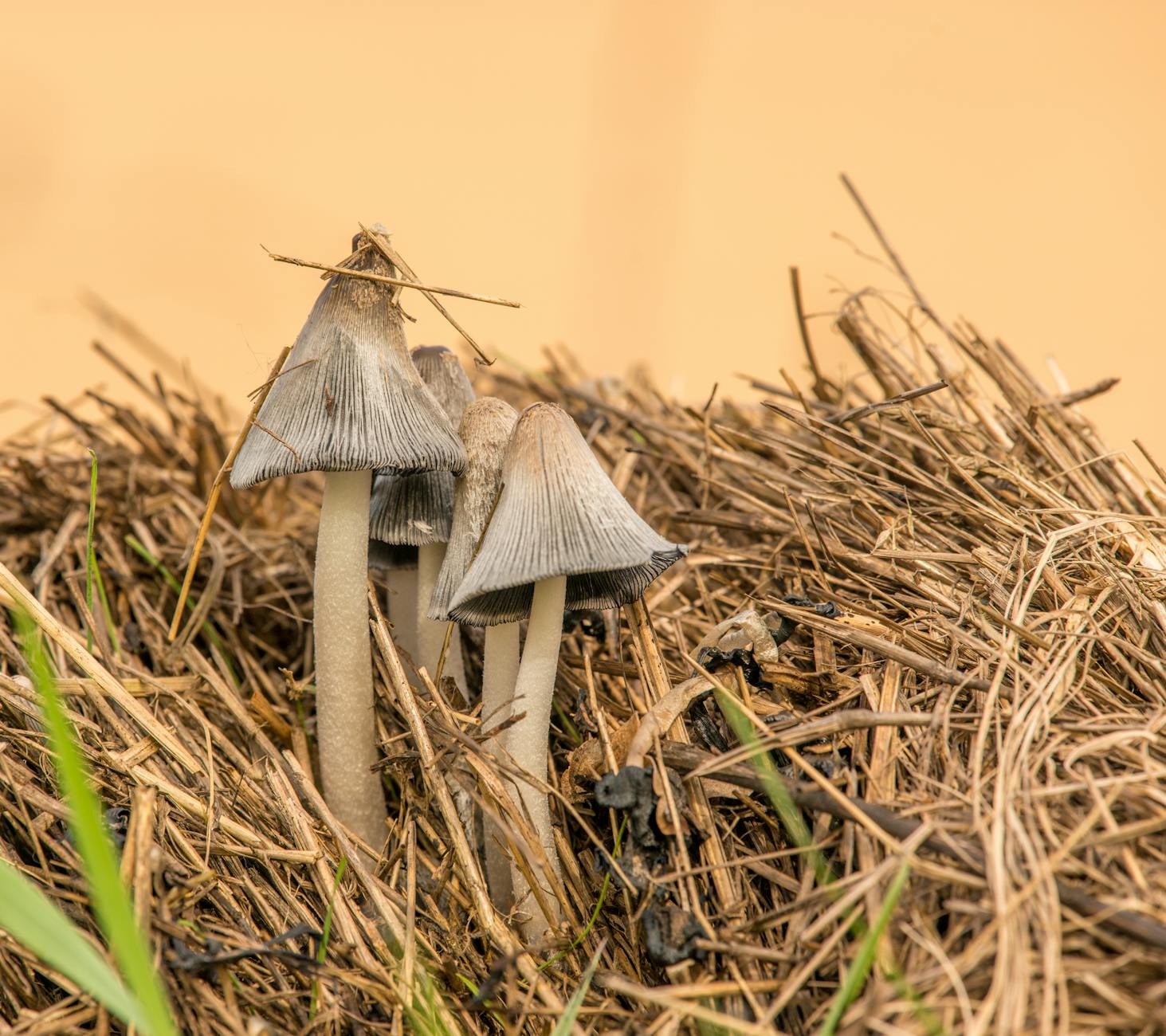 Puffball Foraging: Effortless Guide to Discovering Delicious Mushrooms Detailed close-up of mushrooms growing amidst dry straw, showcasing natural texture and earthy colors.