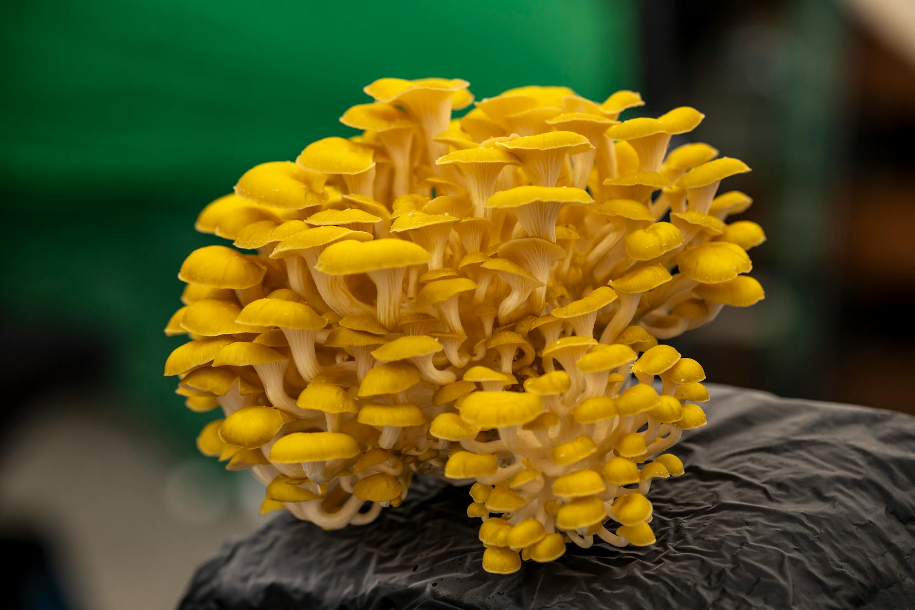 Foraging Morels: Discover Spring Mushroom Magic Close-up of a vivid yellow mushroom cluster showcasing intricate details and textures.