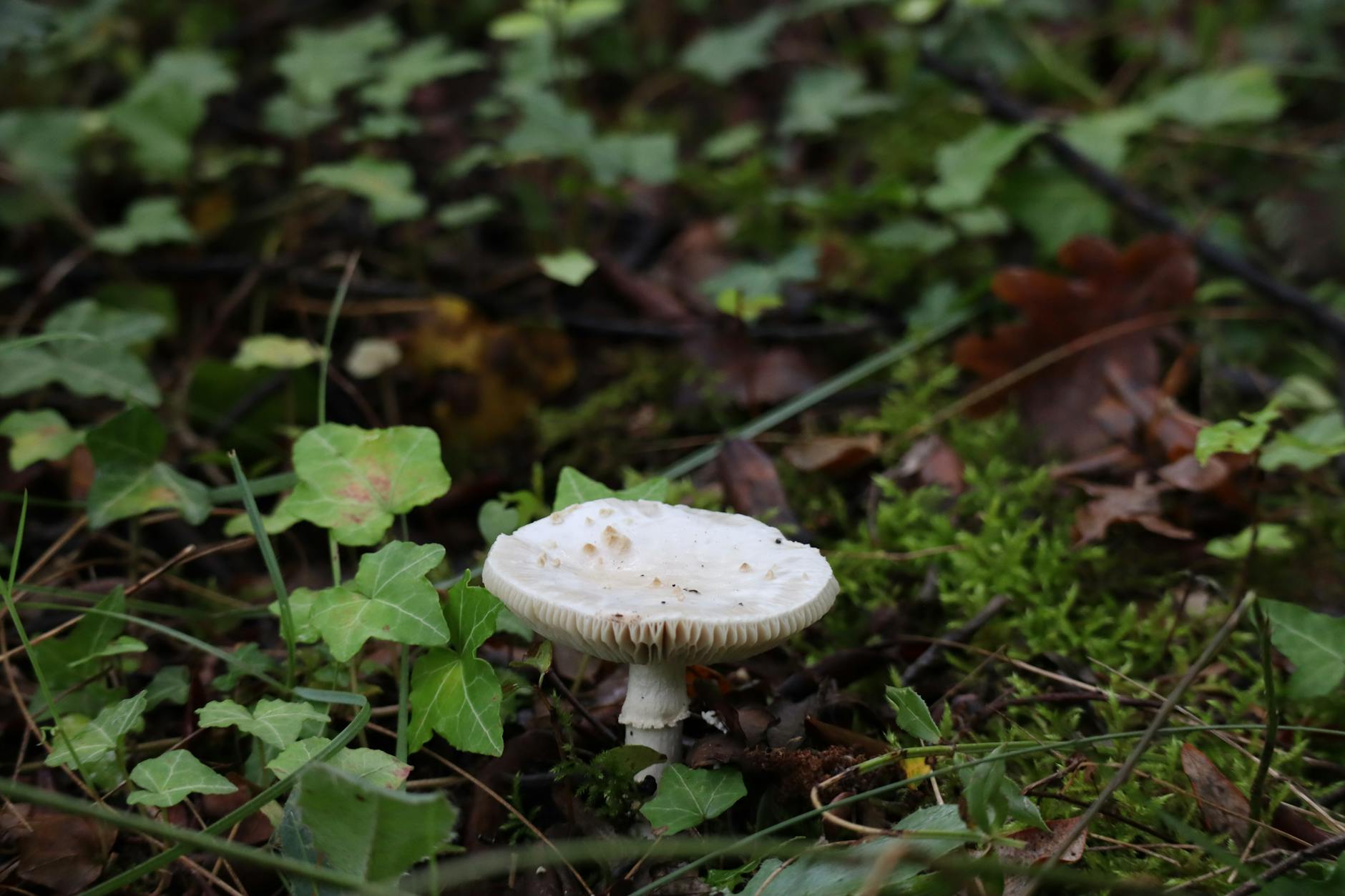 Mushroom Foraging Survival Guide: Essential Lessons for Avoiding Poisoning Close-up of a white forest mushroom among green leaves and moss.