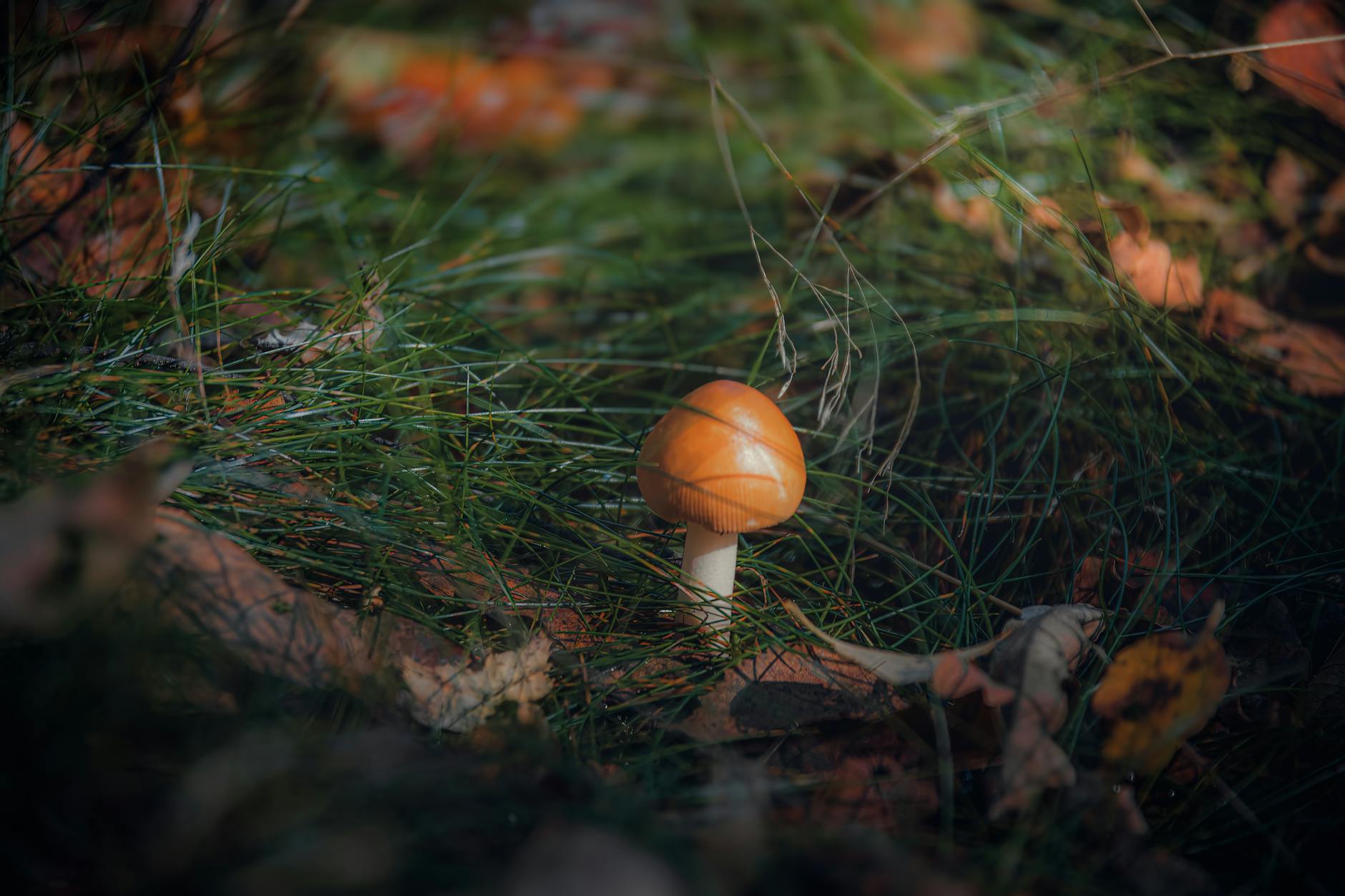 Mushroom Poisoning Survival: Essential Lessons from 294 Cases A solitary mushroom amidst fallen leaves in a serene autumn forest setting.