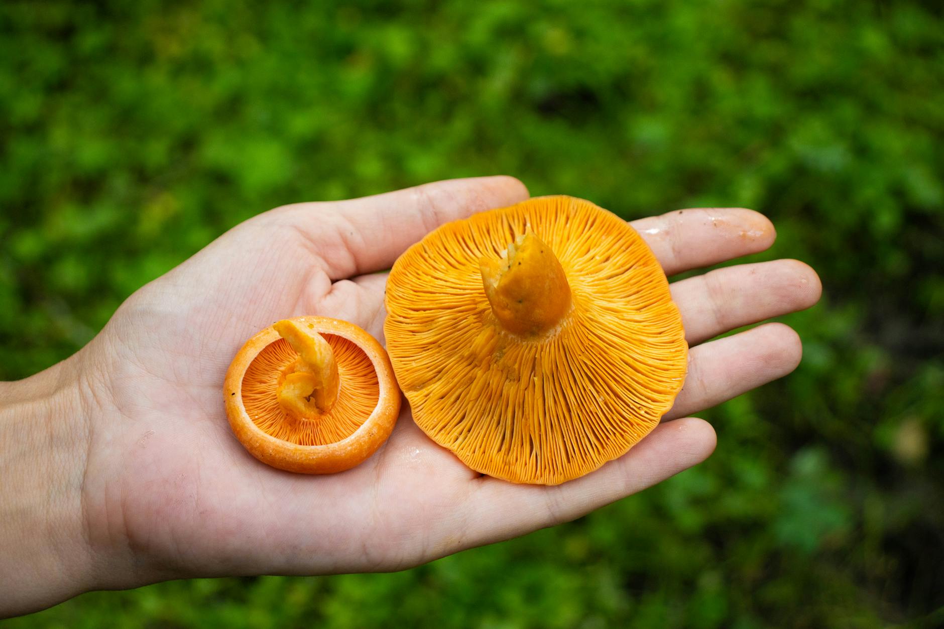 Sustainable Foraging: Effortless Mushroom Harvesting for Conservation Close-up of orange mushrooms on a hand in the Altai forest, showcasing nature's vibrant colors.