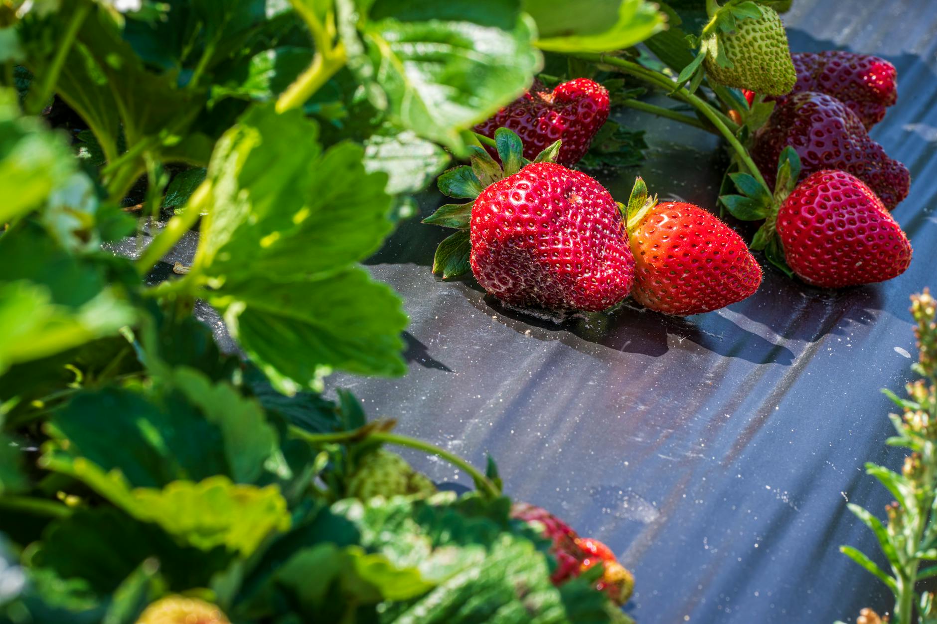 Growing Mushrooms: Effortless Tips for a Bountiful Harvest Close-up of ripe red strawberries in a sunlit garden setting, emphasizing organic growth.