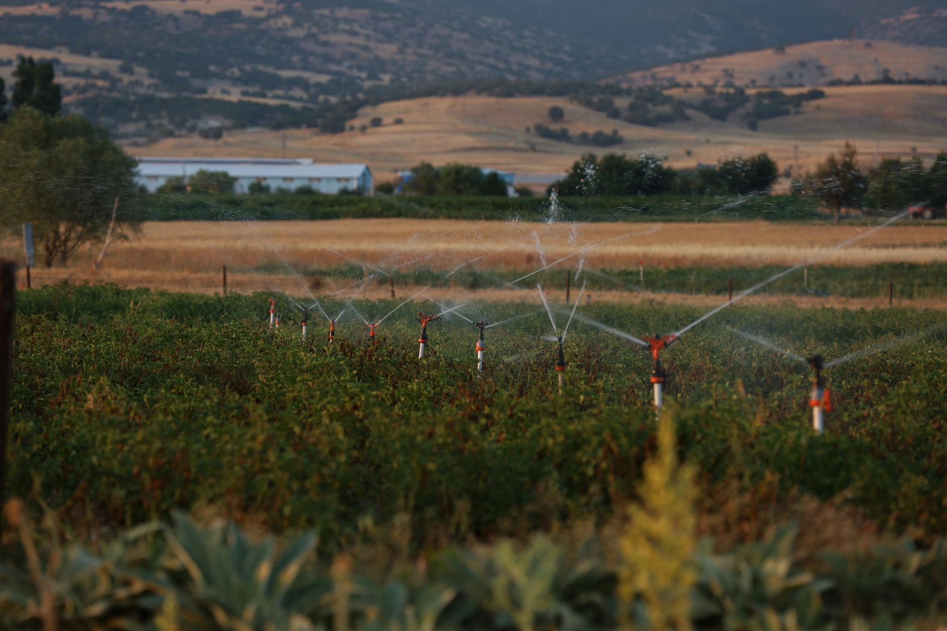 Mushroom Farming: Essential Hydration Tips for Thriving Crops Vibrant sprinkler system over a verdant field at sunset, under a serene rural landscape.