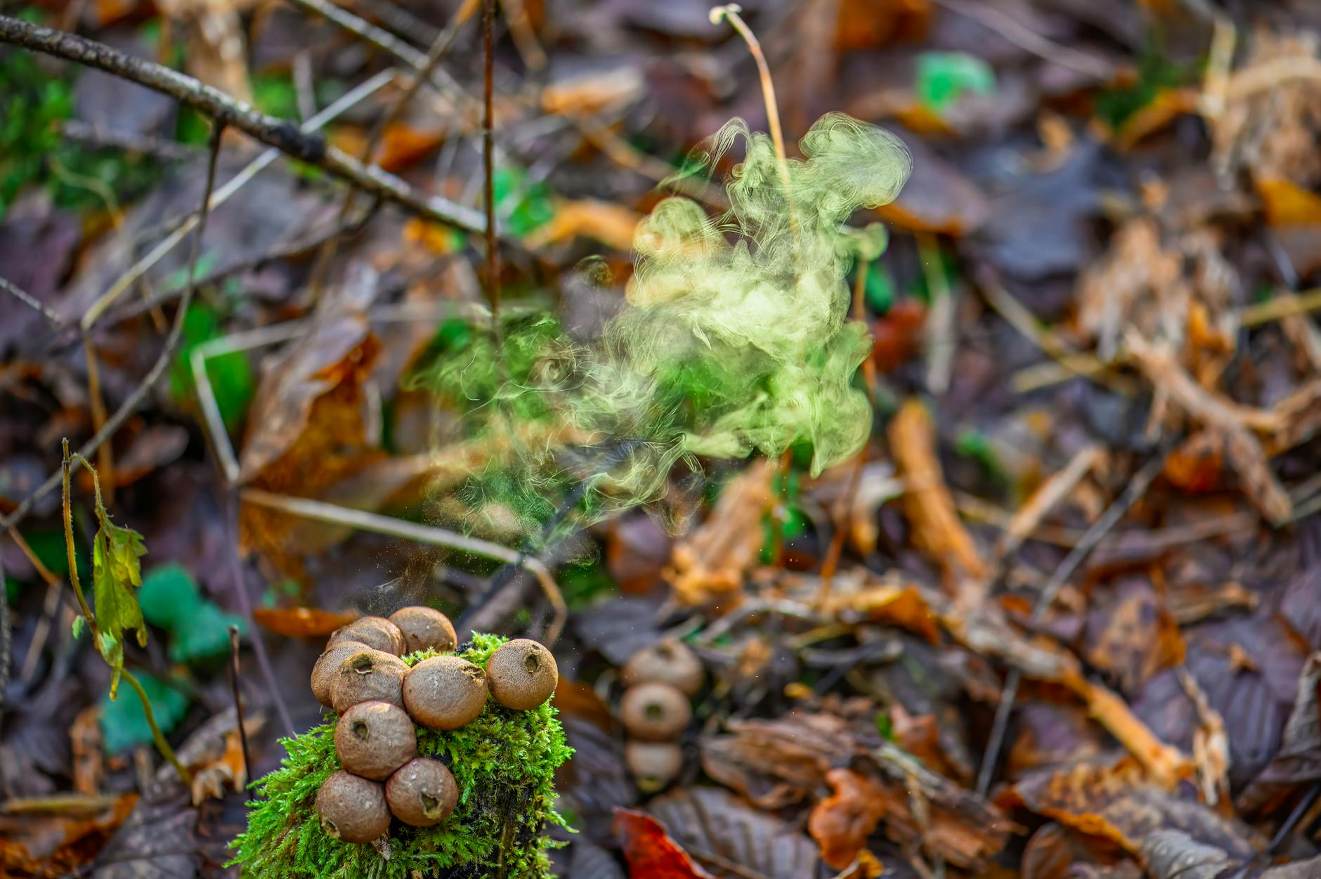 Deadly Mushrooms: Unveiling the Science Behind Fungal Toxicity Puffball mushrooms releasing spores on a forest floor with vivid smoke effect.